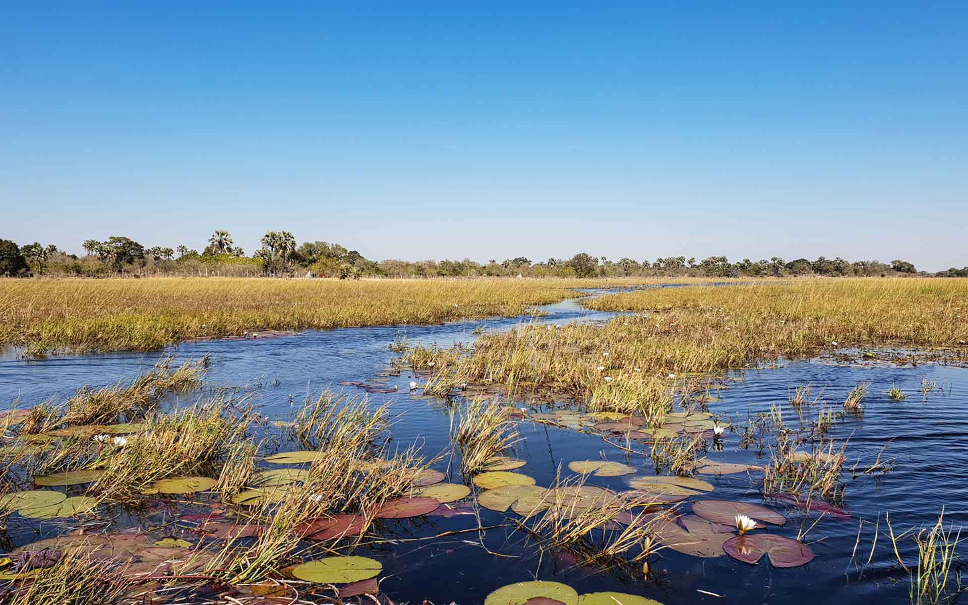 shallow waters of the okavango delta, lily pads, reeds, Full HD Desktop Wallpaper