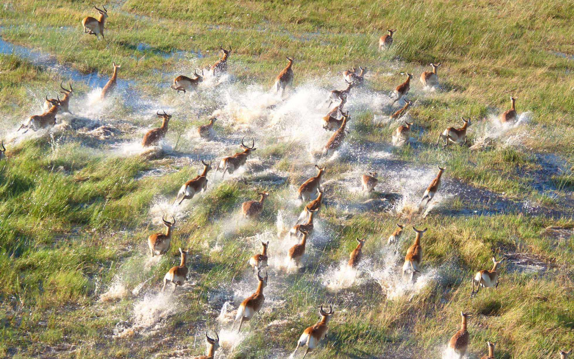 antelopes, Okavango Delta, shallow water, Full HD Desktop Wallpaper