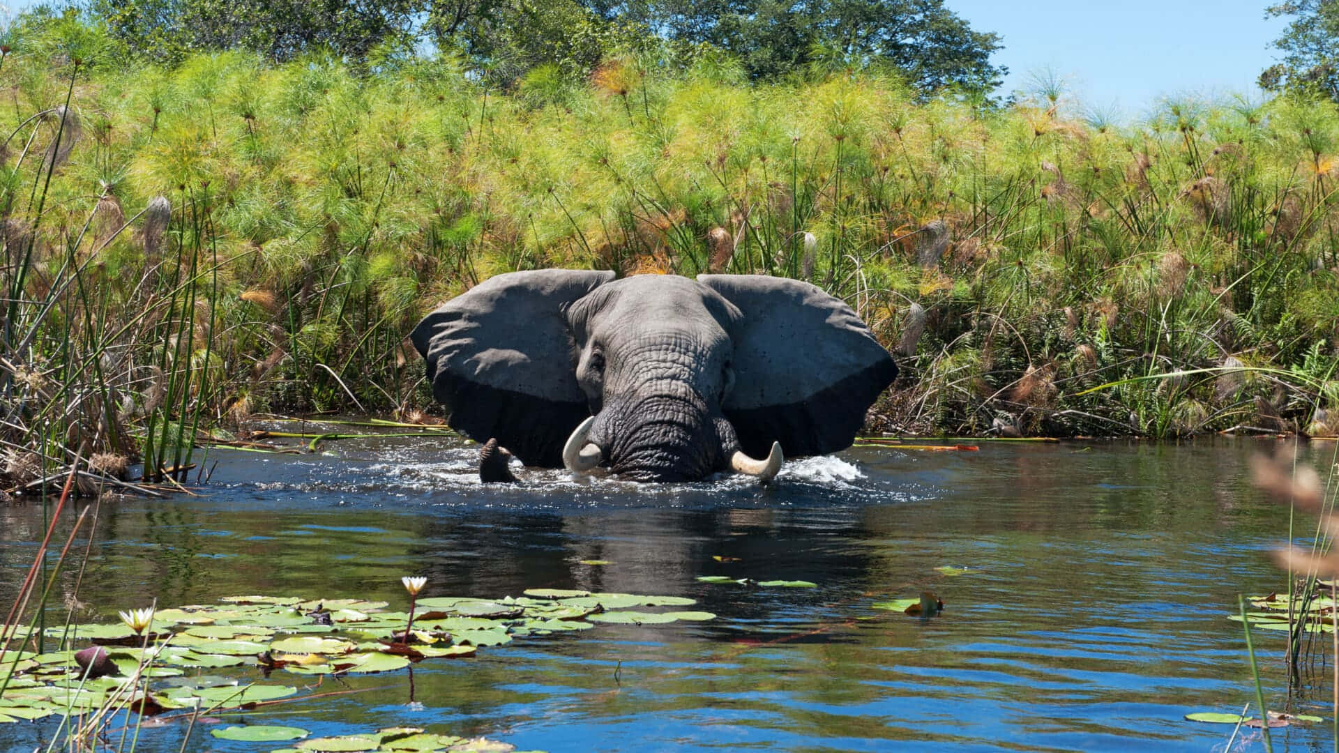 elephant, Okavango Delta, swamp, Full HD Desktop Wallpaper