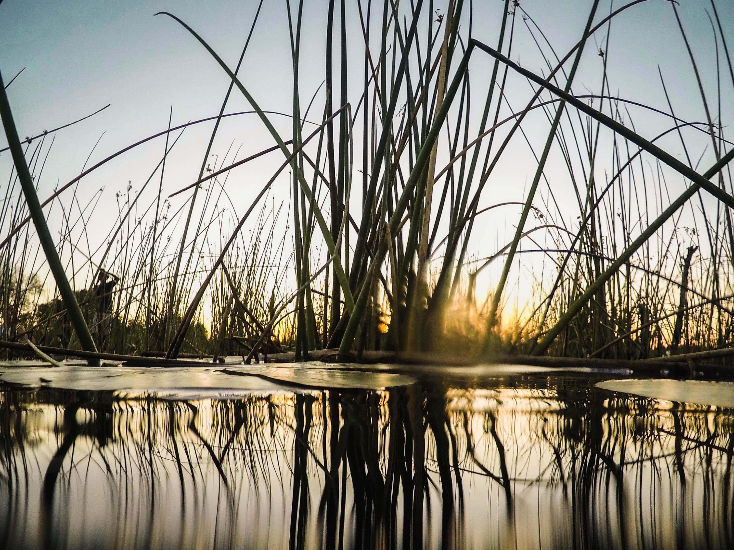 Okavango Delta, sunlight, tall reeds, 2K Desktop Wallpaper
