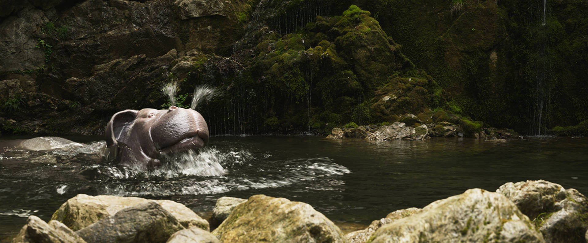 Okja, hippopotamus, mossy rocky pool, Full HD Desktop Wallpaper