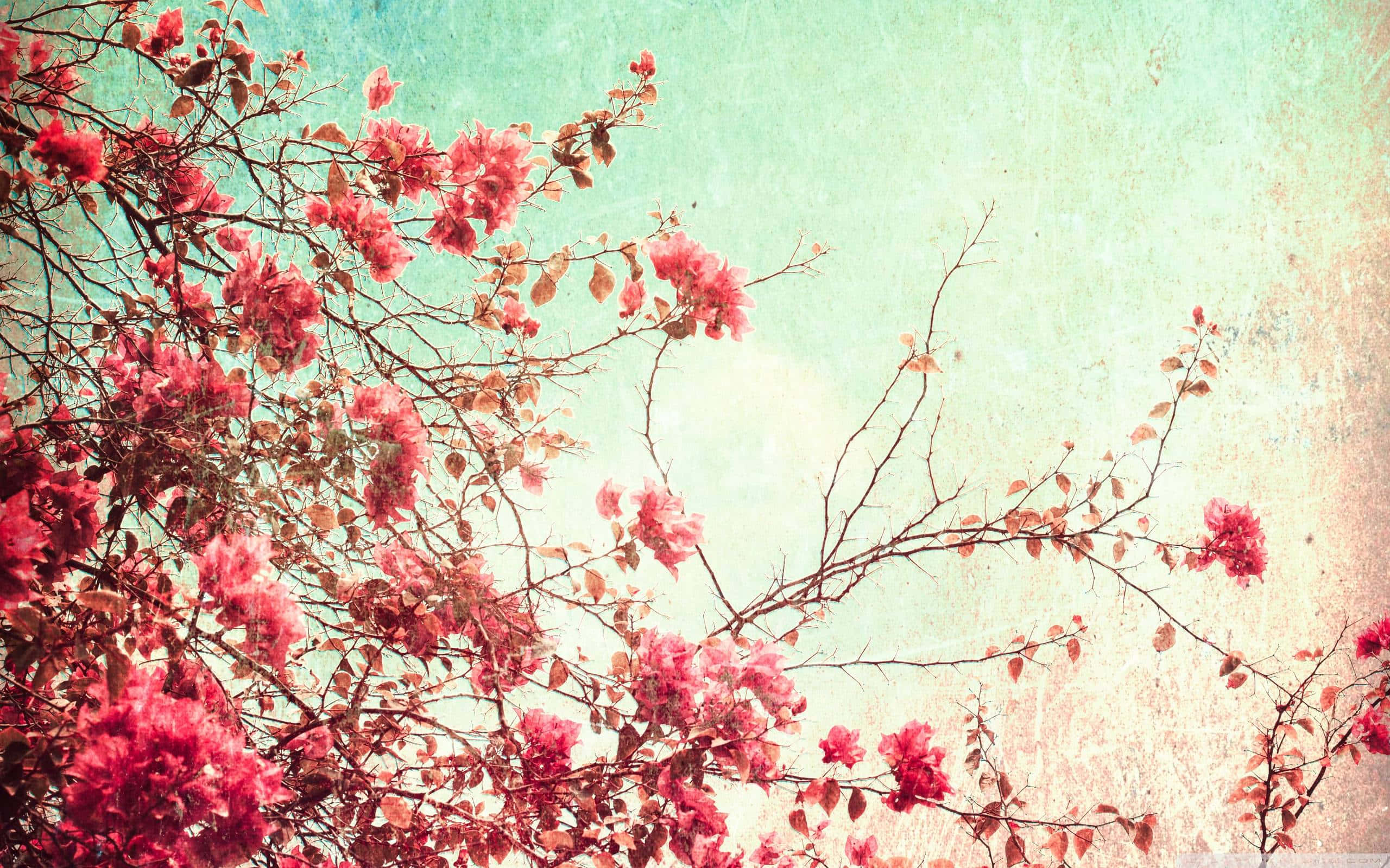 vintage desktop, vibrant pink blossoms, bare branches, 2K Desktop Wallpaper