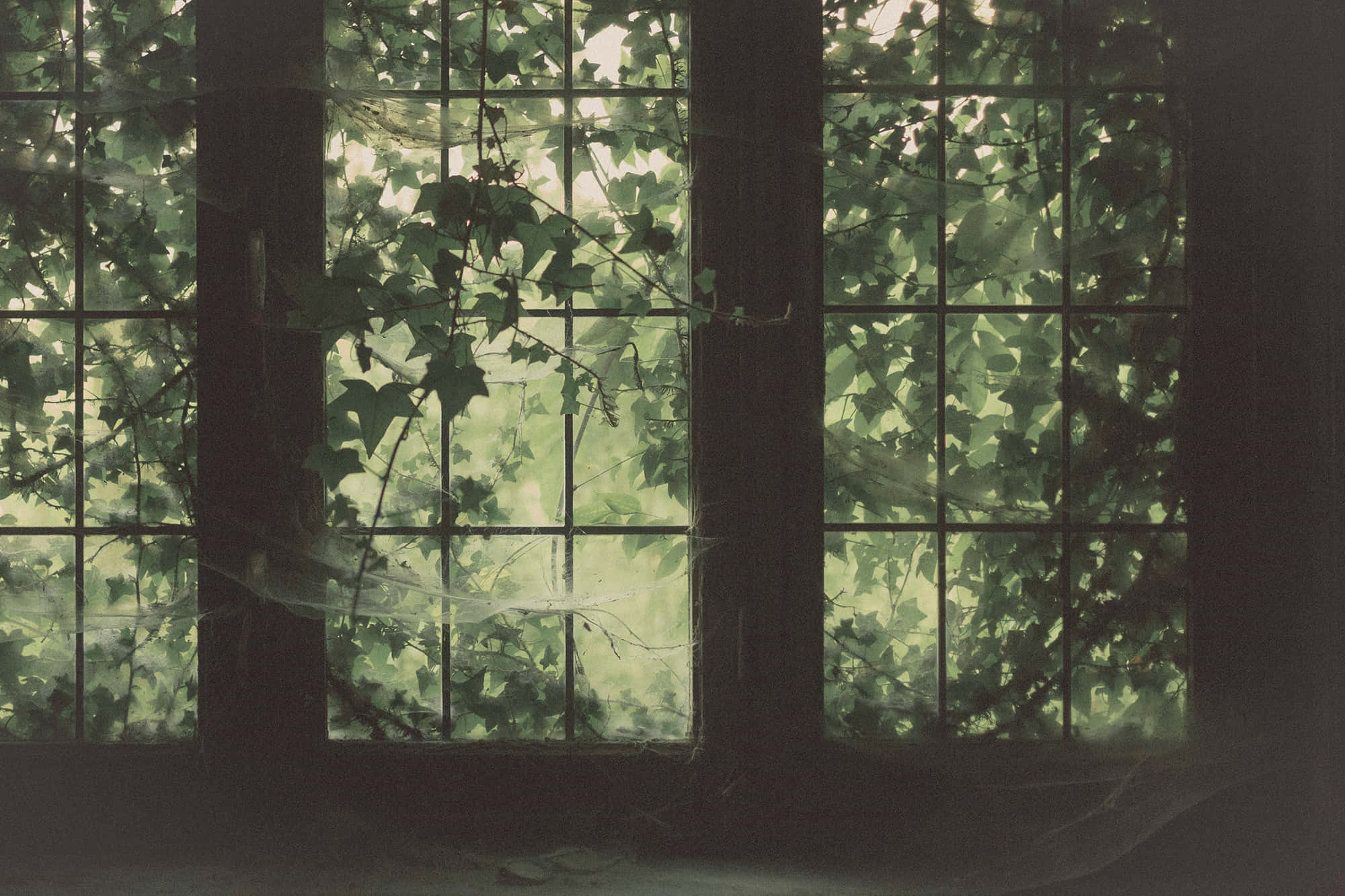 Old Windows 2000 x 1333, Windows 2000, ivy, Full HD Desktop Wallpaper