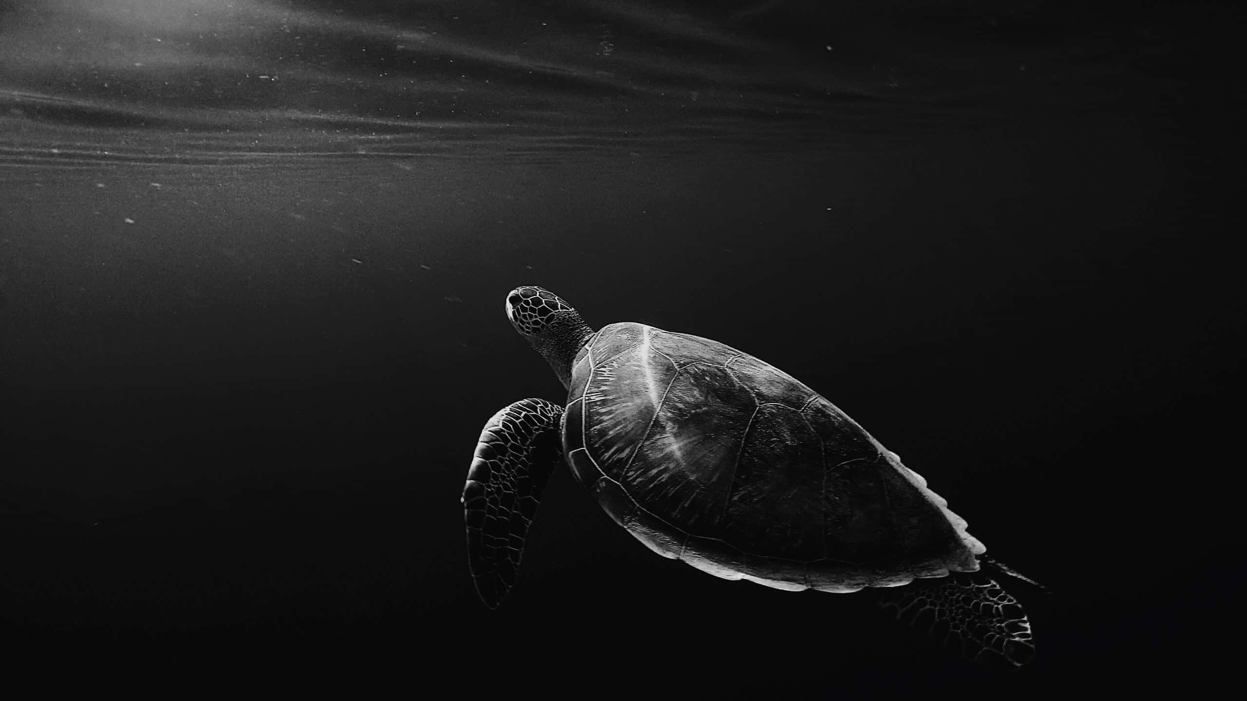 OLED 4K HDR, sea turtle, deep ocean waters, 2K Desktop Wallpaper