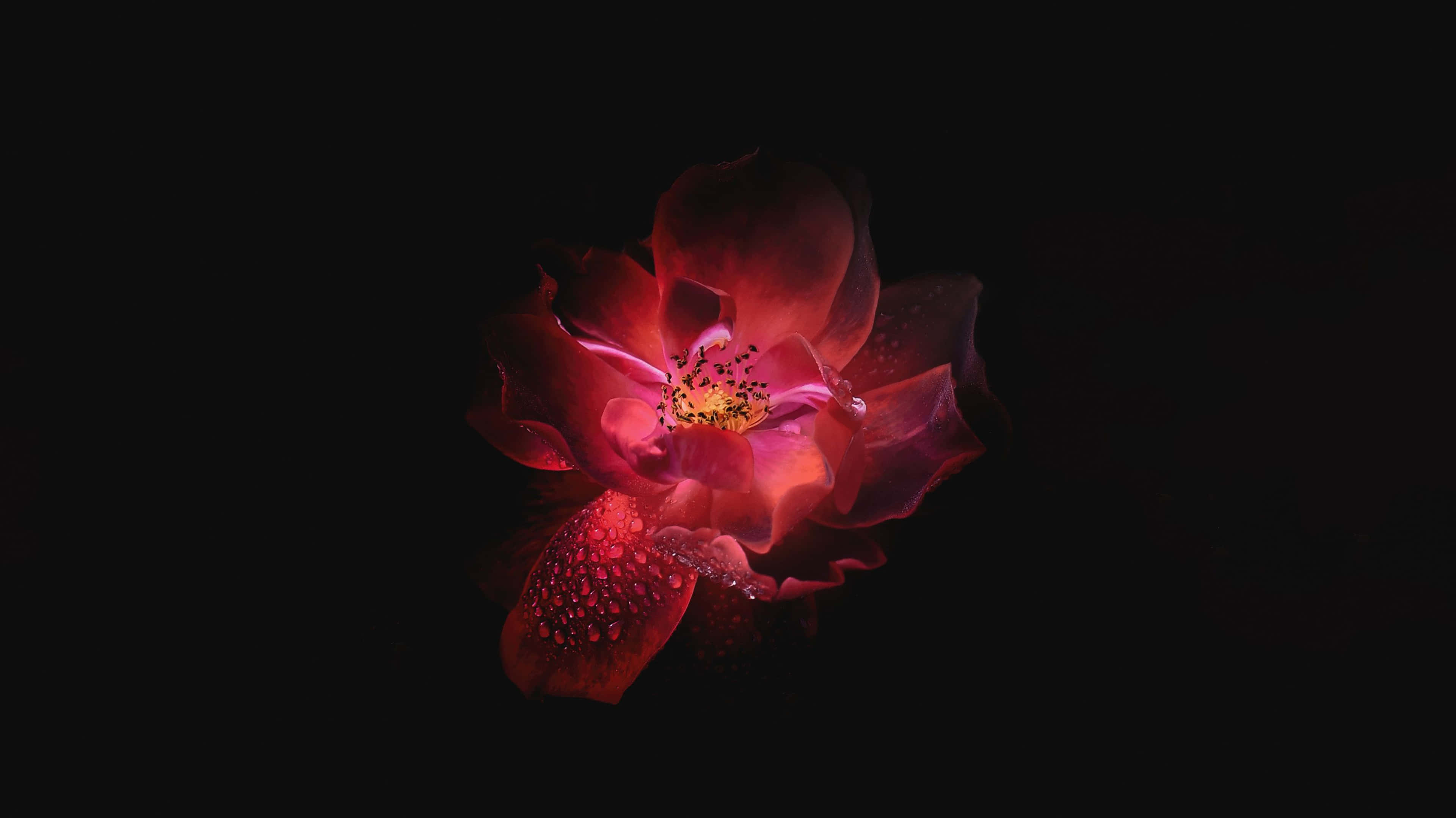 OLED 4K HDR, glowing red rose, dew drops, 4K Desktop Wallpaper