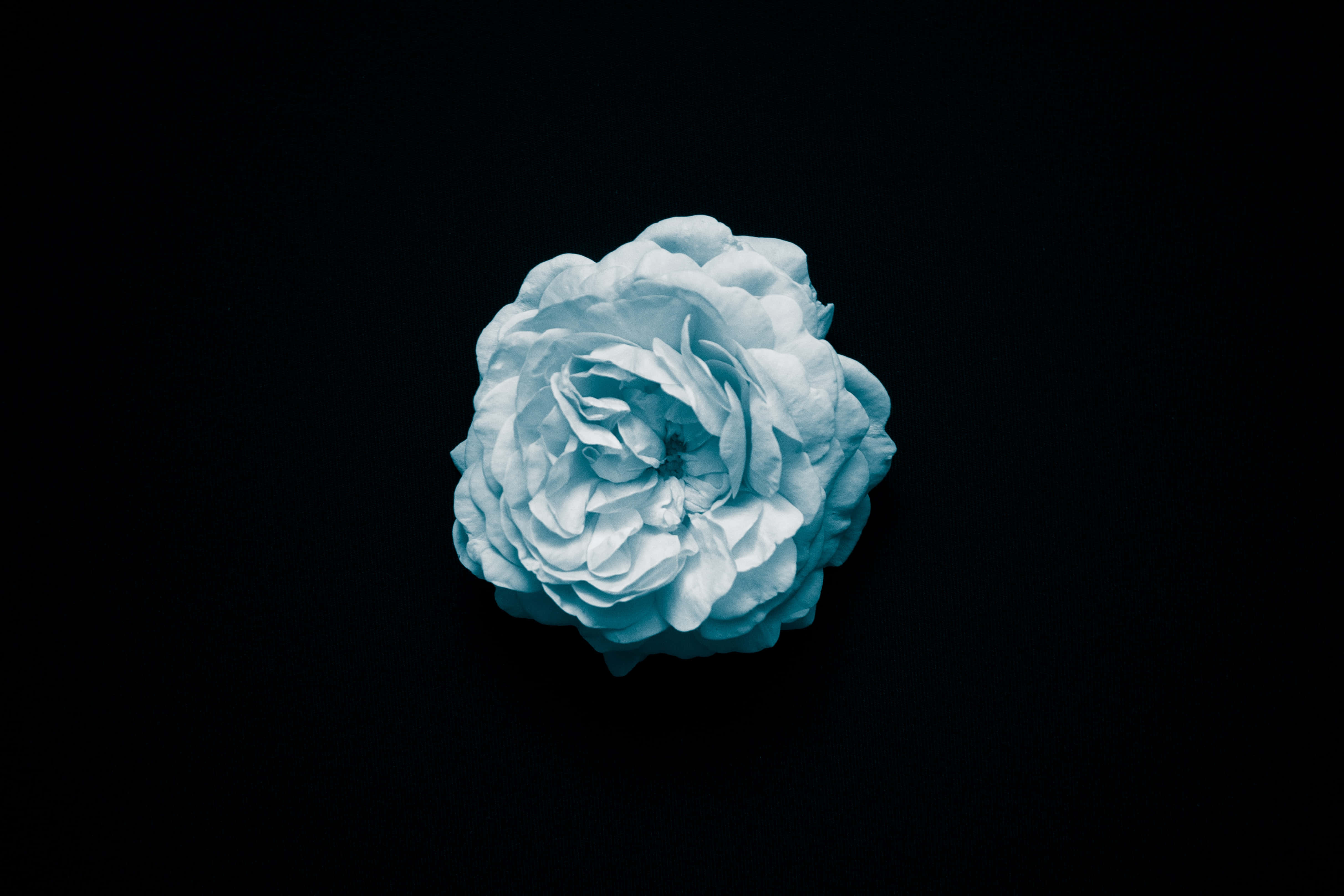 Oled 4K Hdr, pale blue peony, stark black background, 4K Desktop Wallpaper