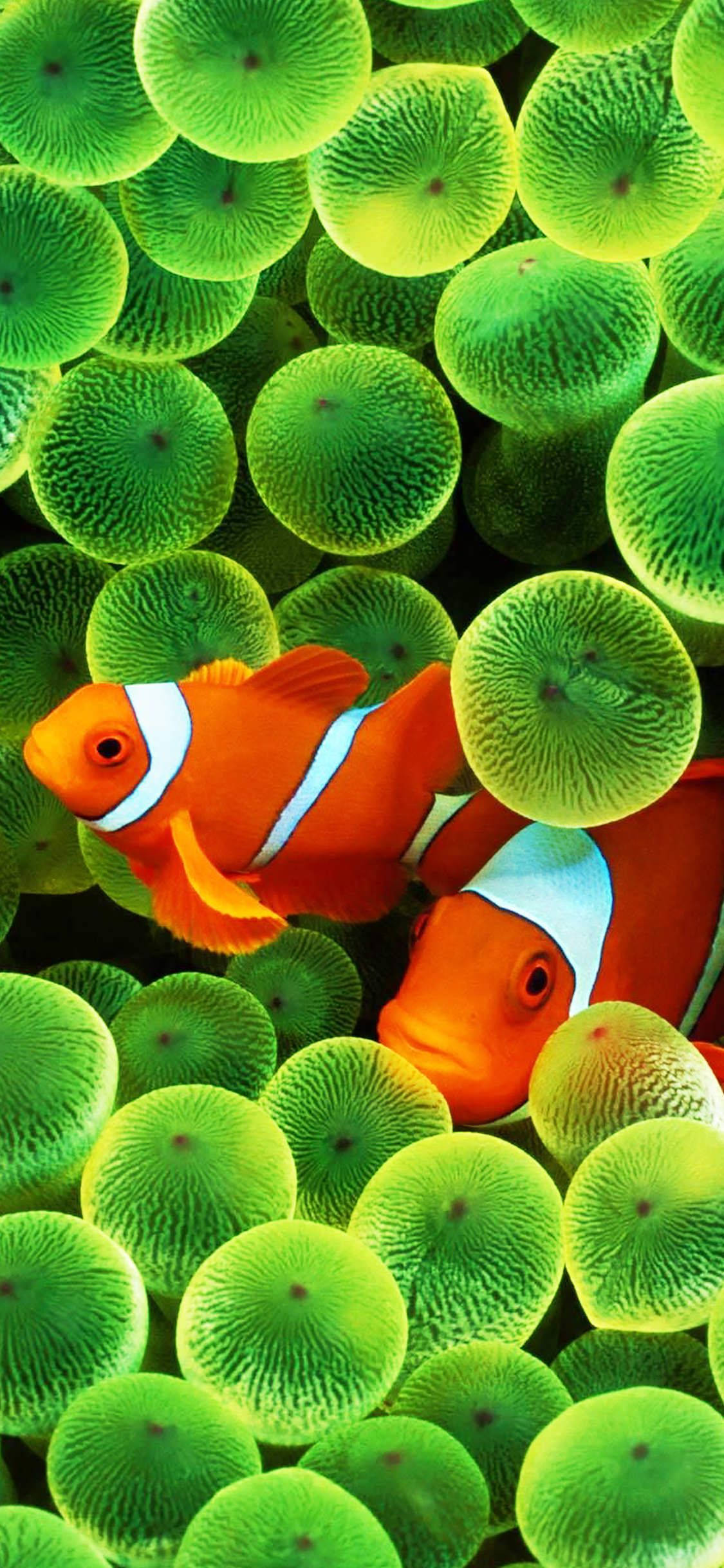 clown fish, OLED iPhone, vibrant orange, Full HD Phone Wallpaper