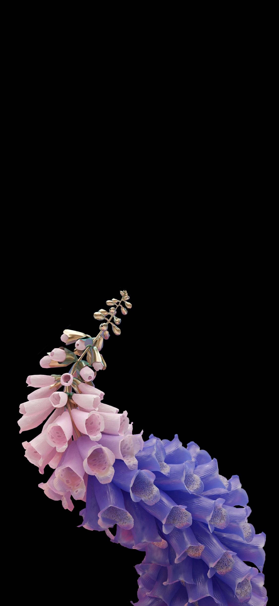 Lady's Glove Flower, Oled iPhone, pink, Full HD Phone Wallpaper