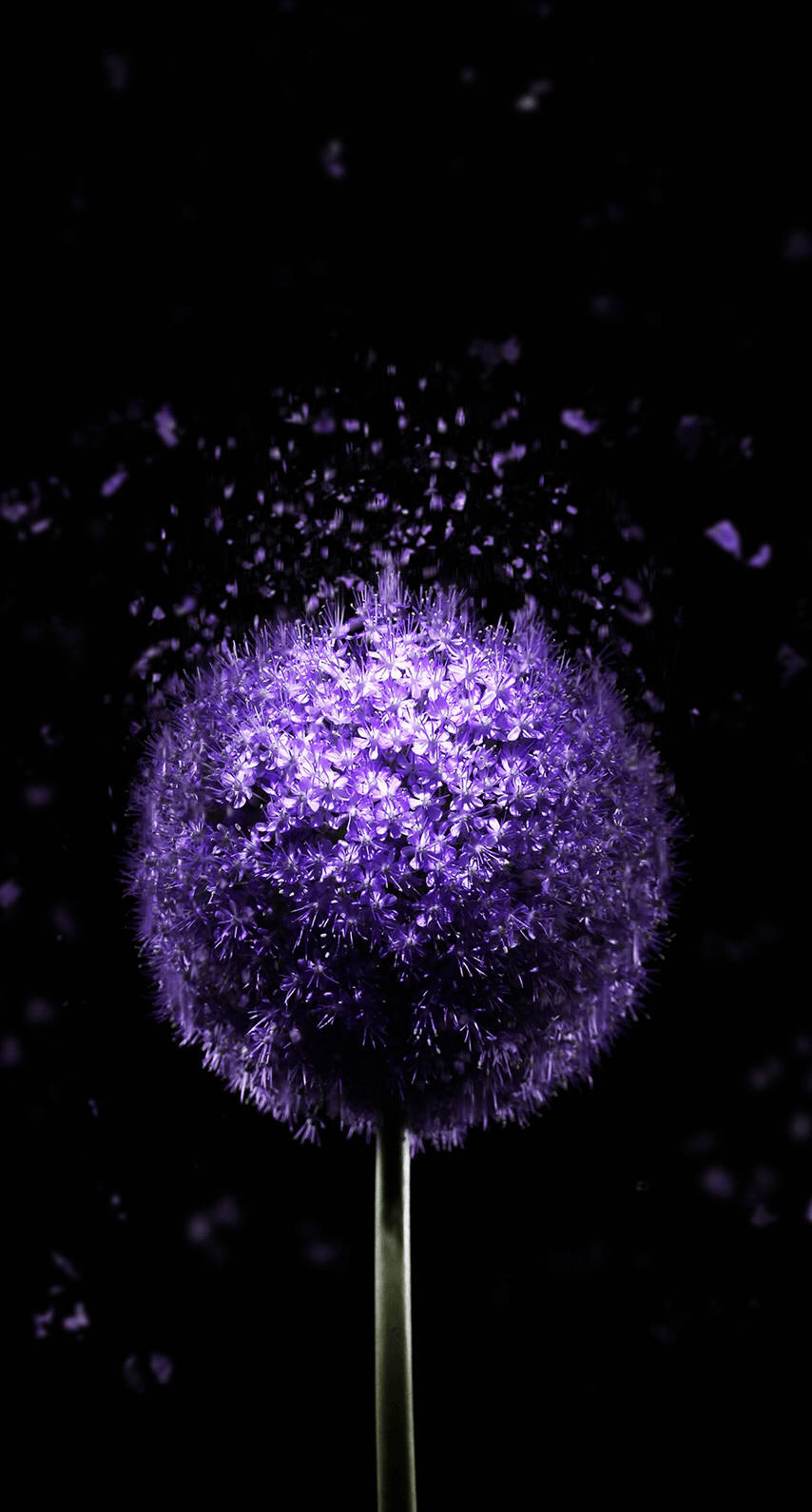 purple dandelion oled iphone, glowing purple allium flower, sparkling particles, HD Phone Wallpaper