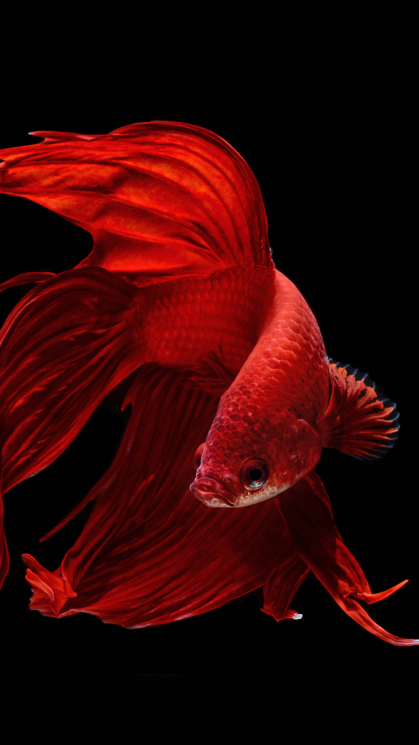 Oled, streamlined goldfish, vibrant red betta fish, 2K Phone Wallpaper