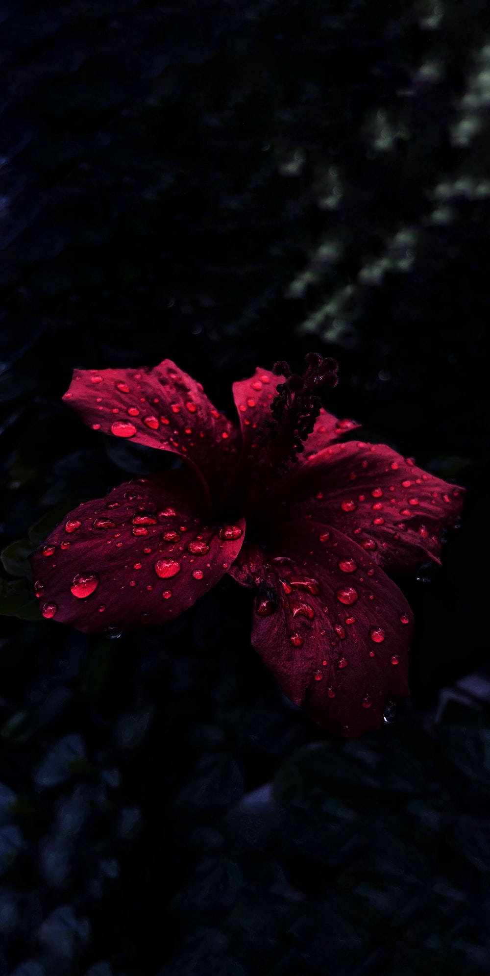 Oled, raindrops, hibiscus, Full HD Phone Wallpaper