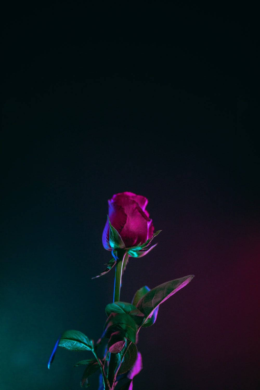 Red Rose Flower Oled iPhone, magenta, teal, HD Phone Wallpaper