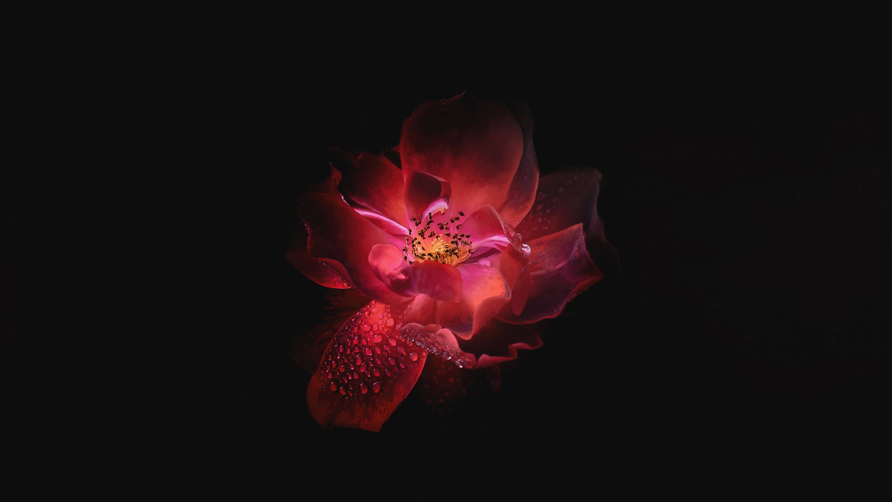 Oled, pink flower, deep red rose, 2K Desktop Wallpaper