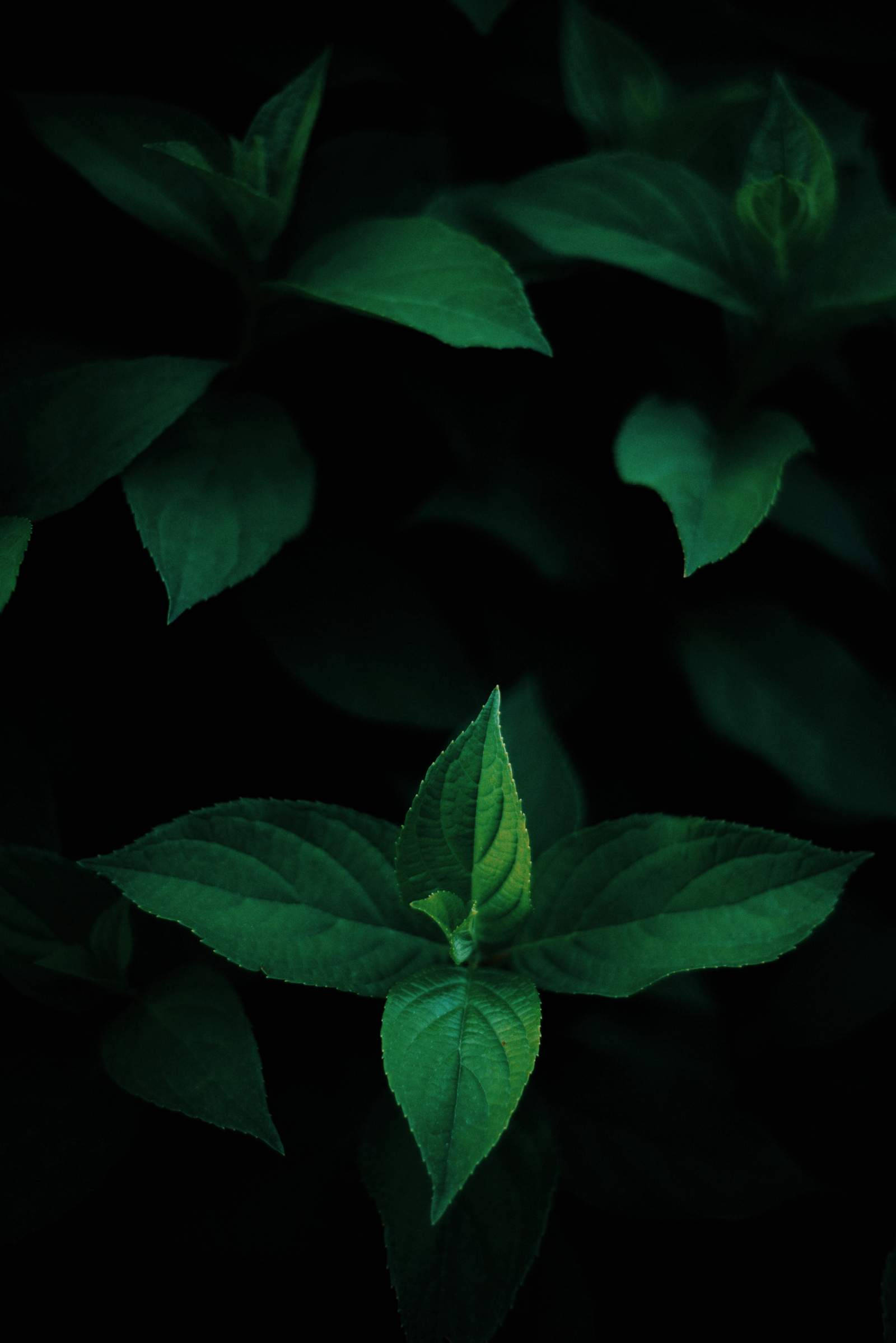 green leaves, Oled, deep black background, Full HD Phone Wallpaper