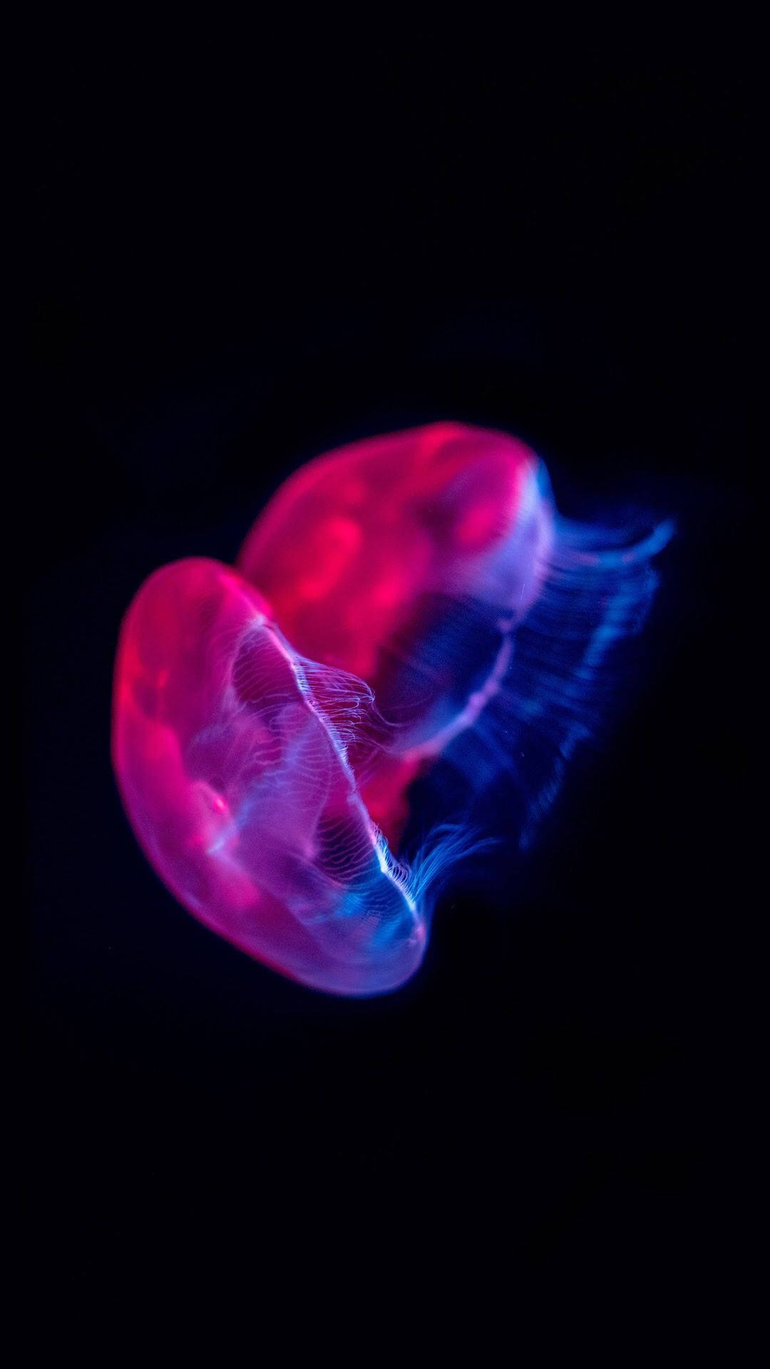 OLED, magenta jellyfish, pink and blue jellyfish, Full HD Phone Wallpaper