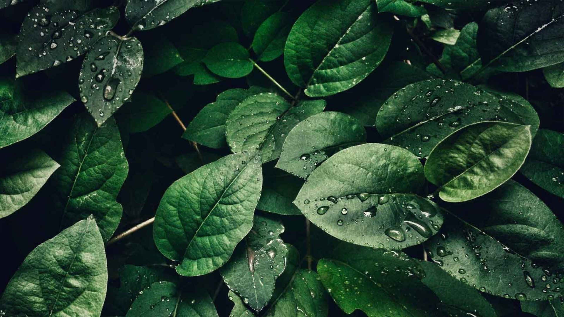 Olive Green Aesthetic, lush green leaves, water droplets, Full HD Desktop Wallpaper
