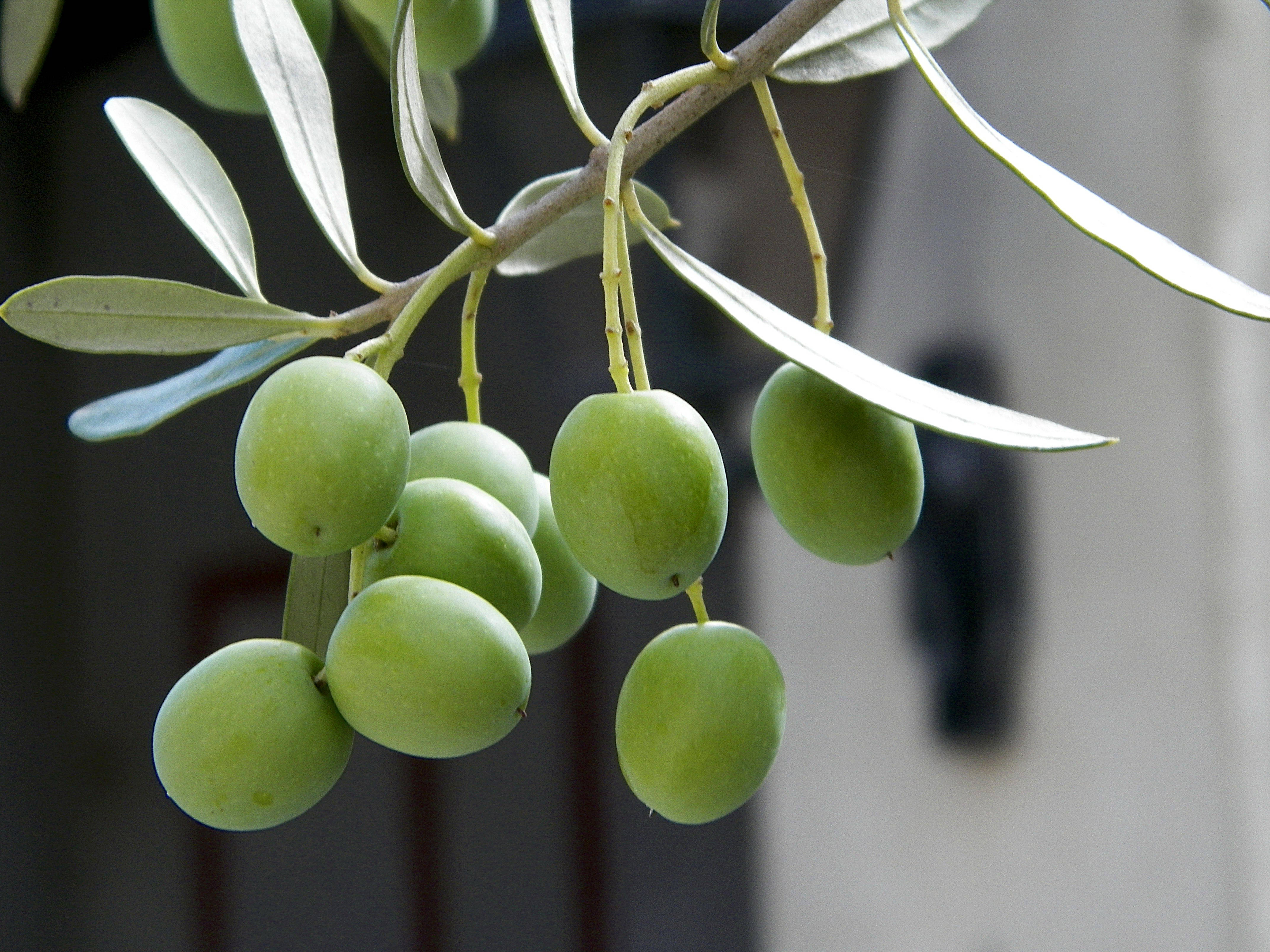 olive, green olives, branch, 4K Desktop Wallpaper