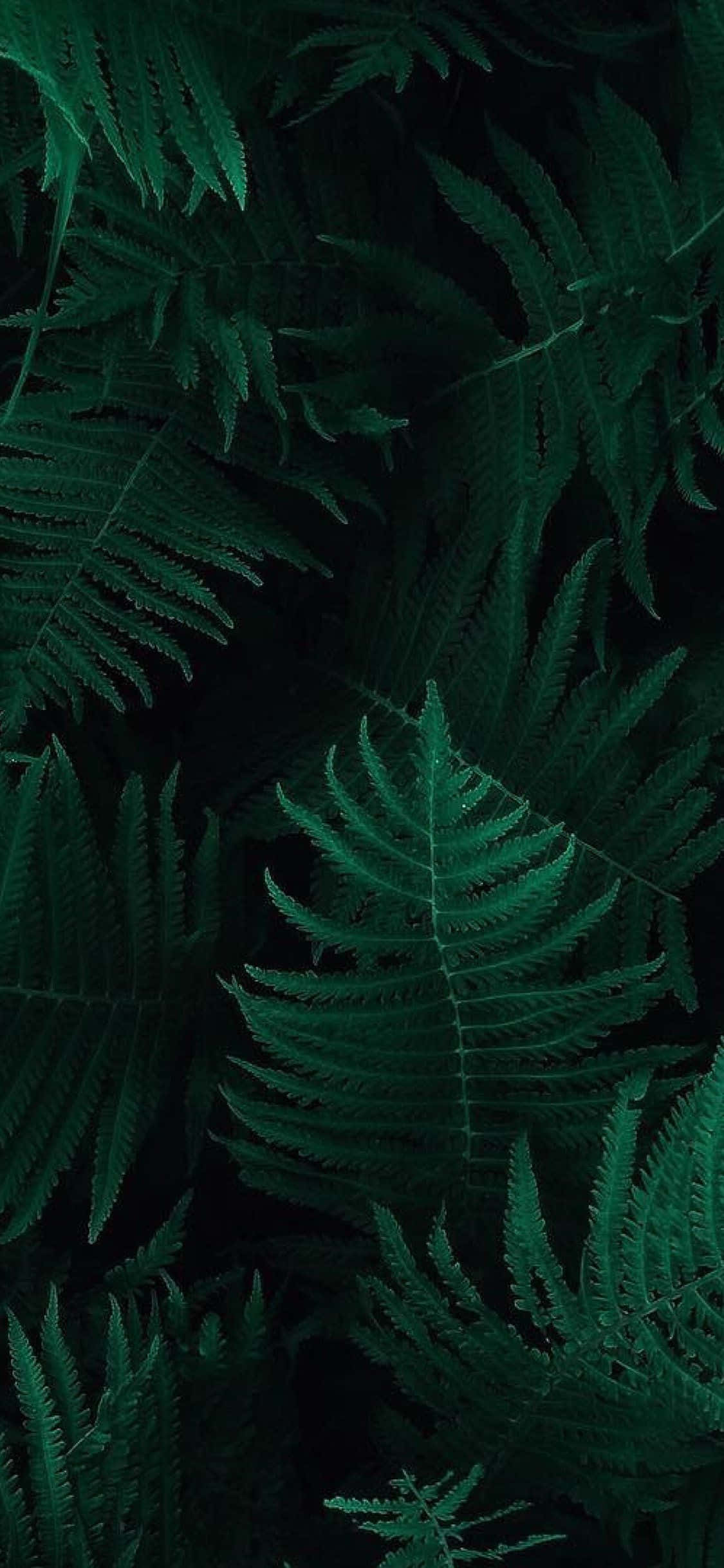 olive green, iPhone, 1125 x 2436, Full HD Phone Wallpaper