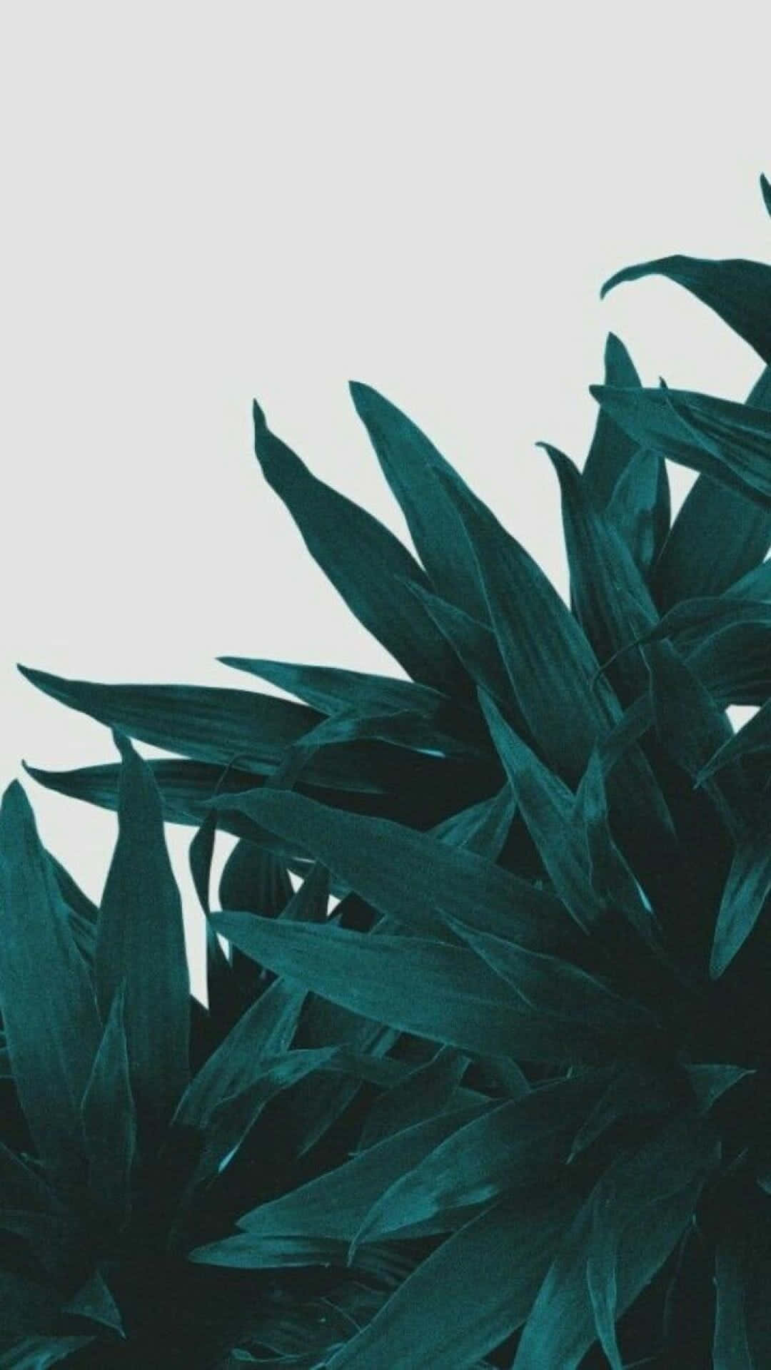 olive green, iPhone, 1080 x 1920, Full HD Phone Wallpaper