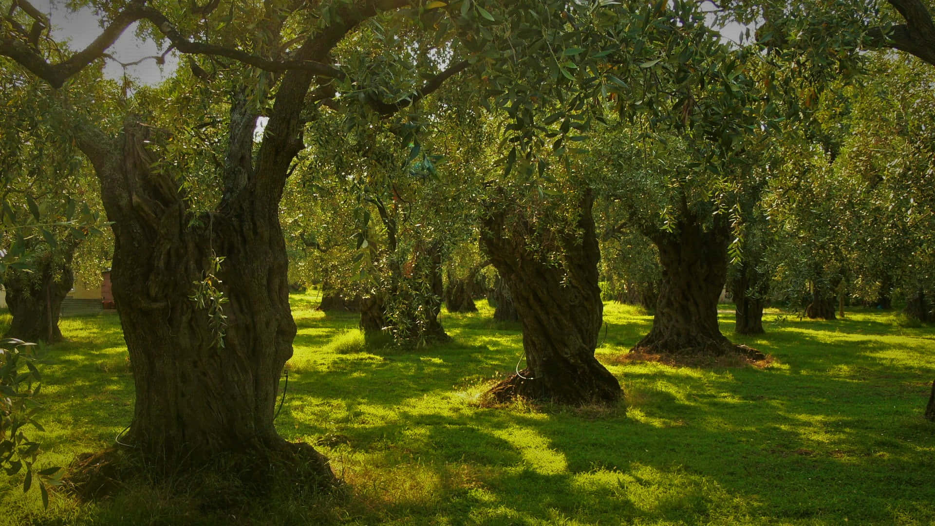 olive tree, ancient olive trees, vibrant green grass, Full HD Desktop Wallpaper