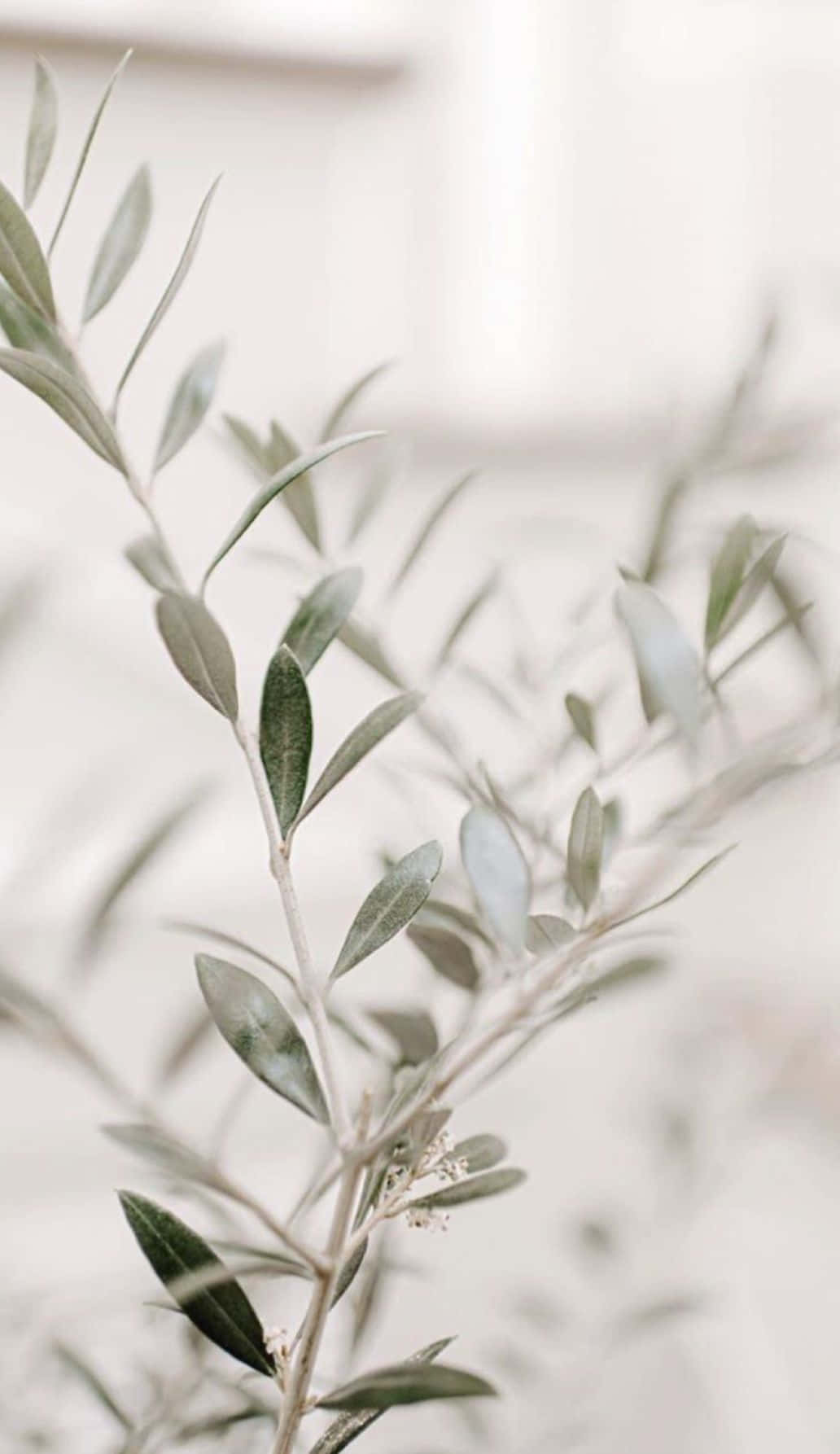 olive branch, white vase, green leaves, HD Phone Wallpaper