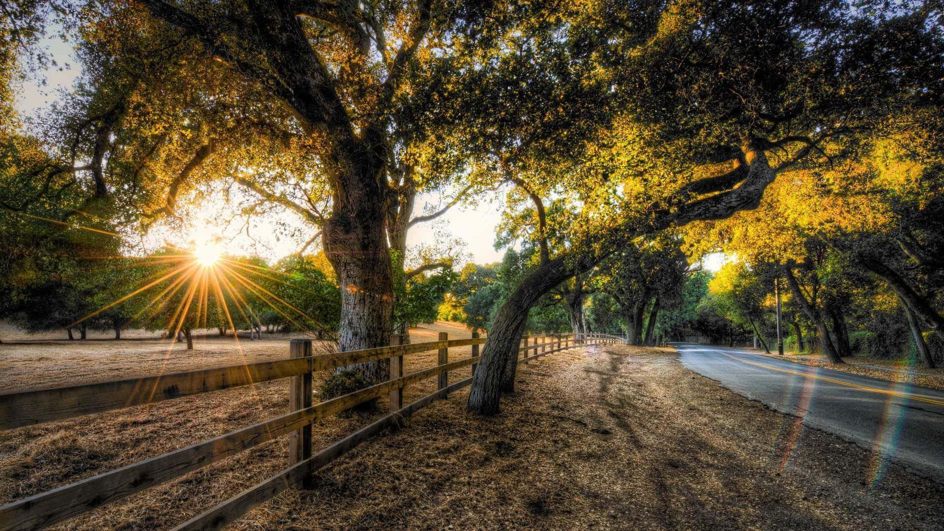 olive tree, golden autumn leaves, sunburst, Full HD Desktop Wallpaper
