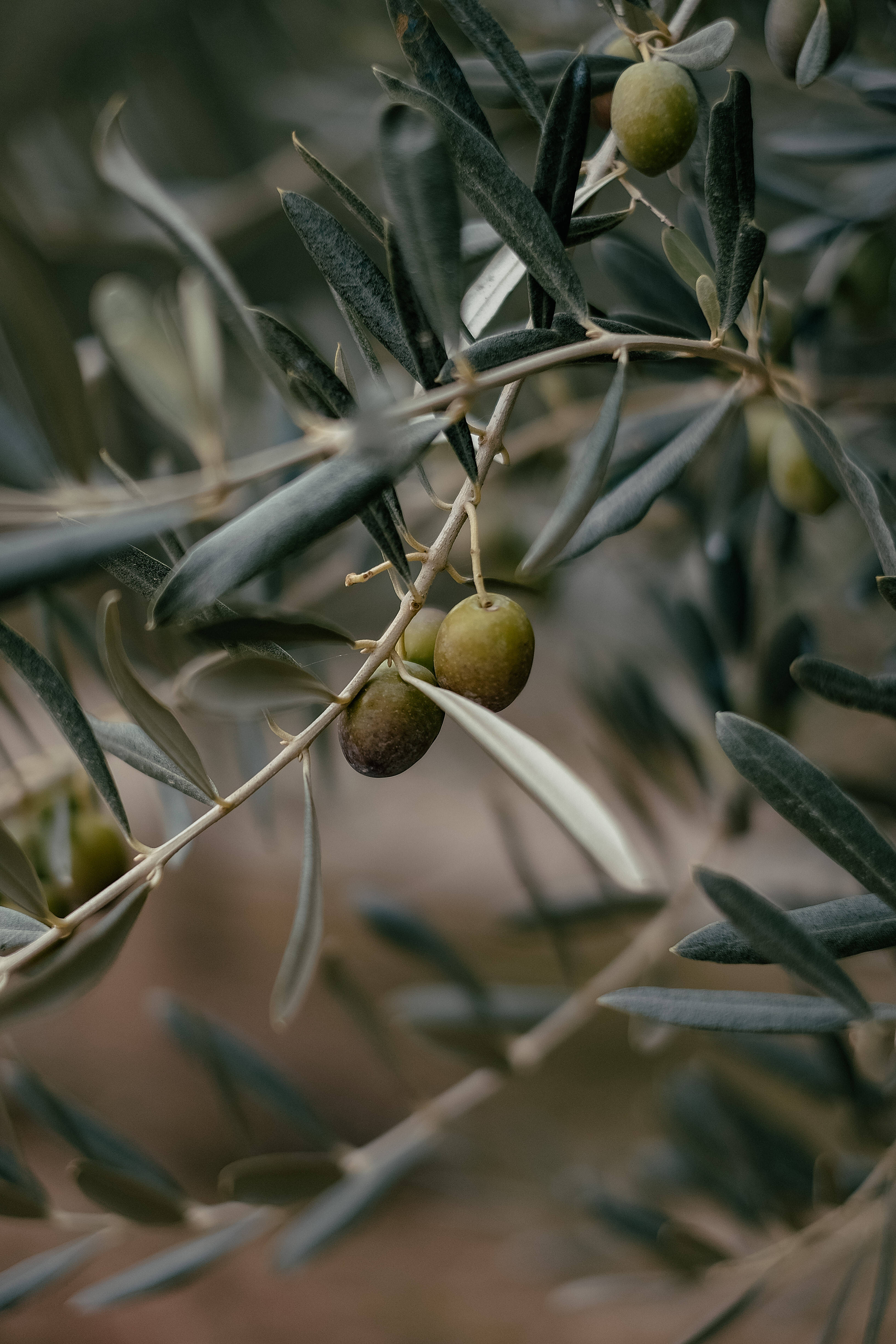 olive plant, green olives, branch, 4K Phone Wallpaper