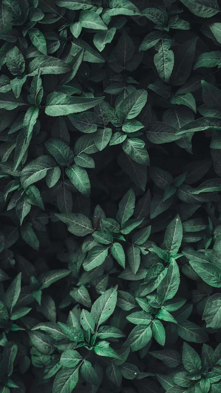 olive green, leaves, texture, HD Phone Wallpaper