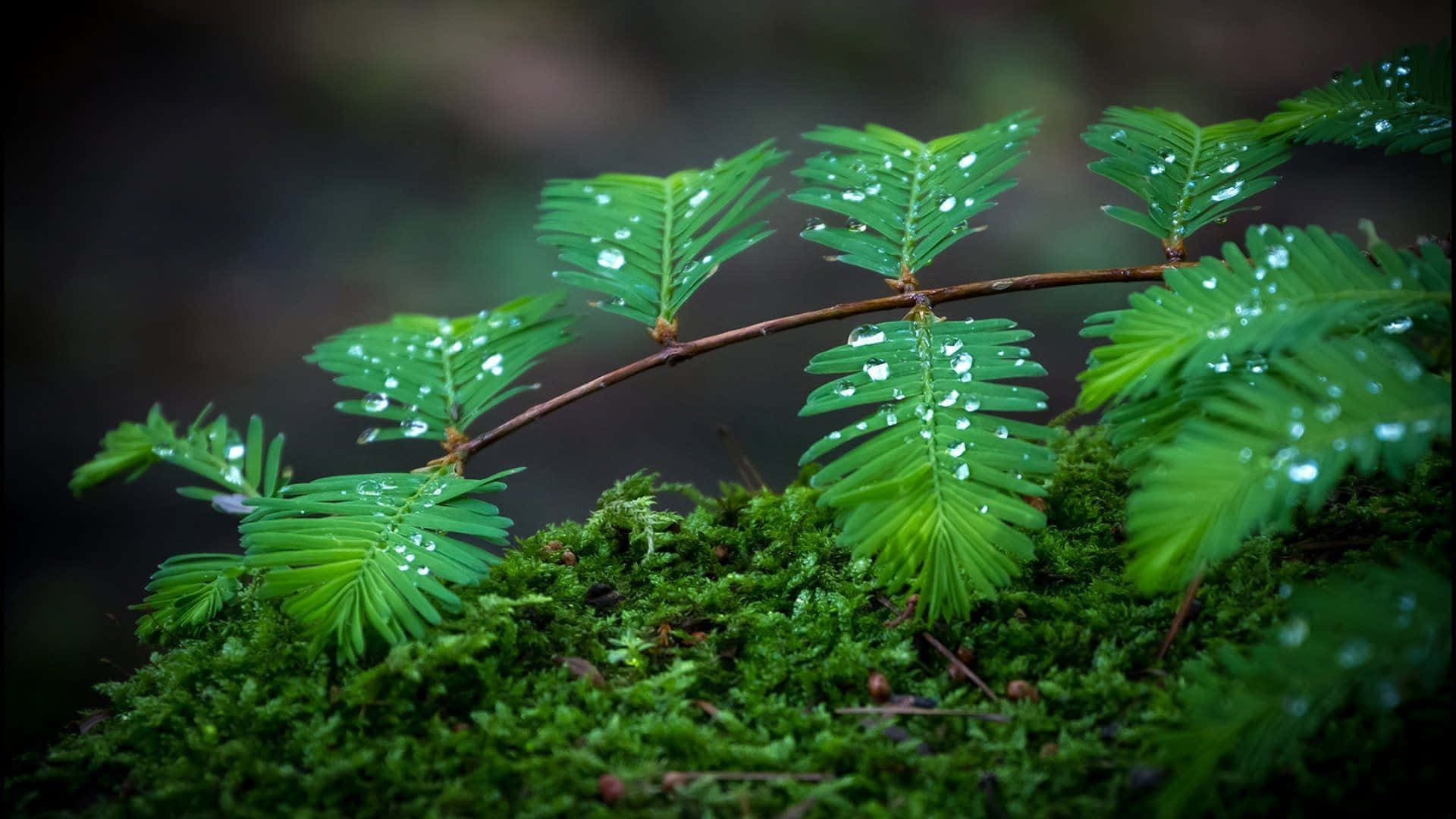 Olive Greenaesthetic Desktop, wet leaves, dewdrops, Full HD Desktop Wallpaper