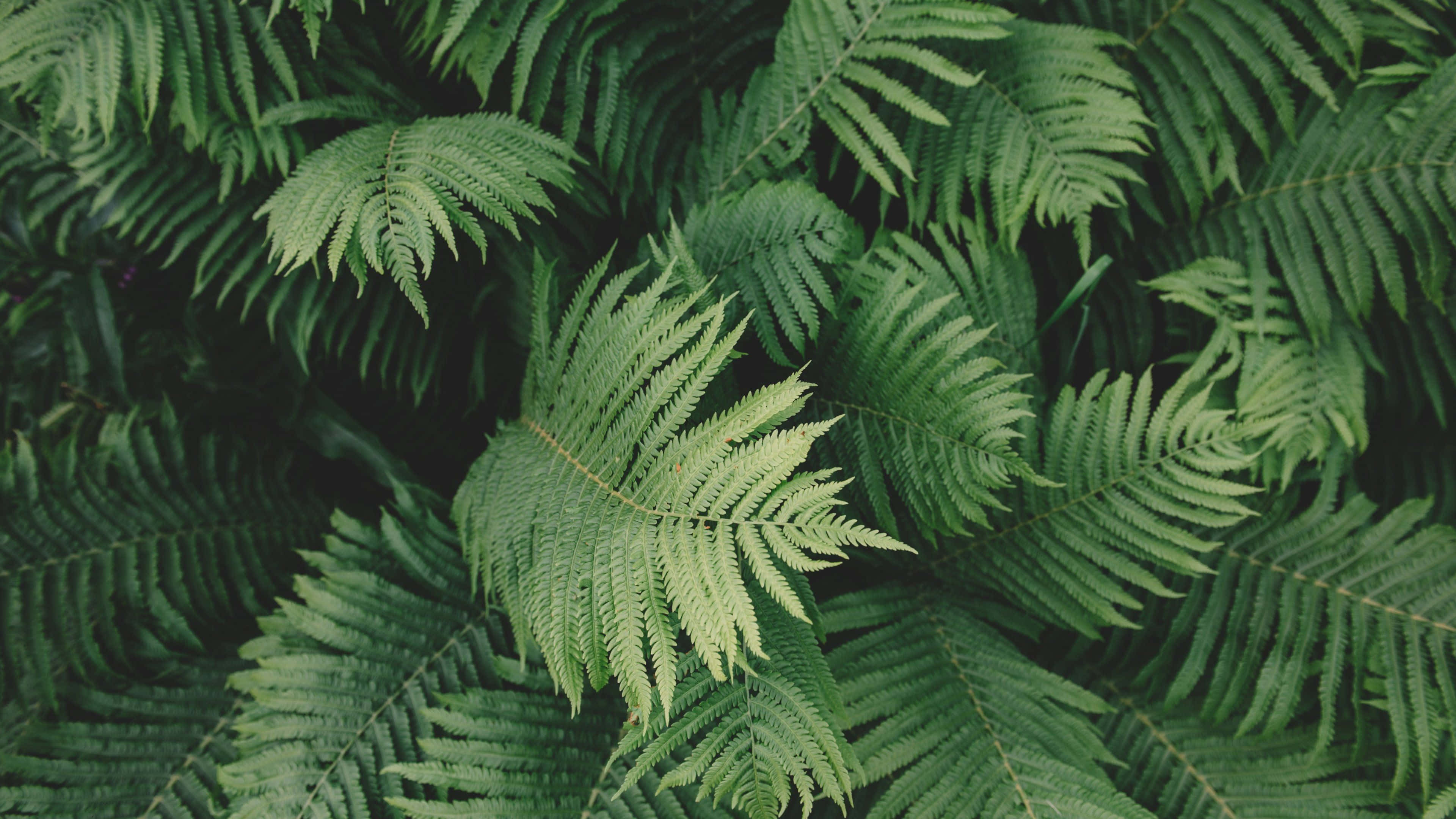 Olive Greenaesthetic Desktop, Canopy Leaves, vibrant green fern fronds, 4K Desktop Wallpaper