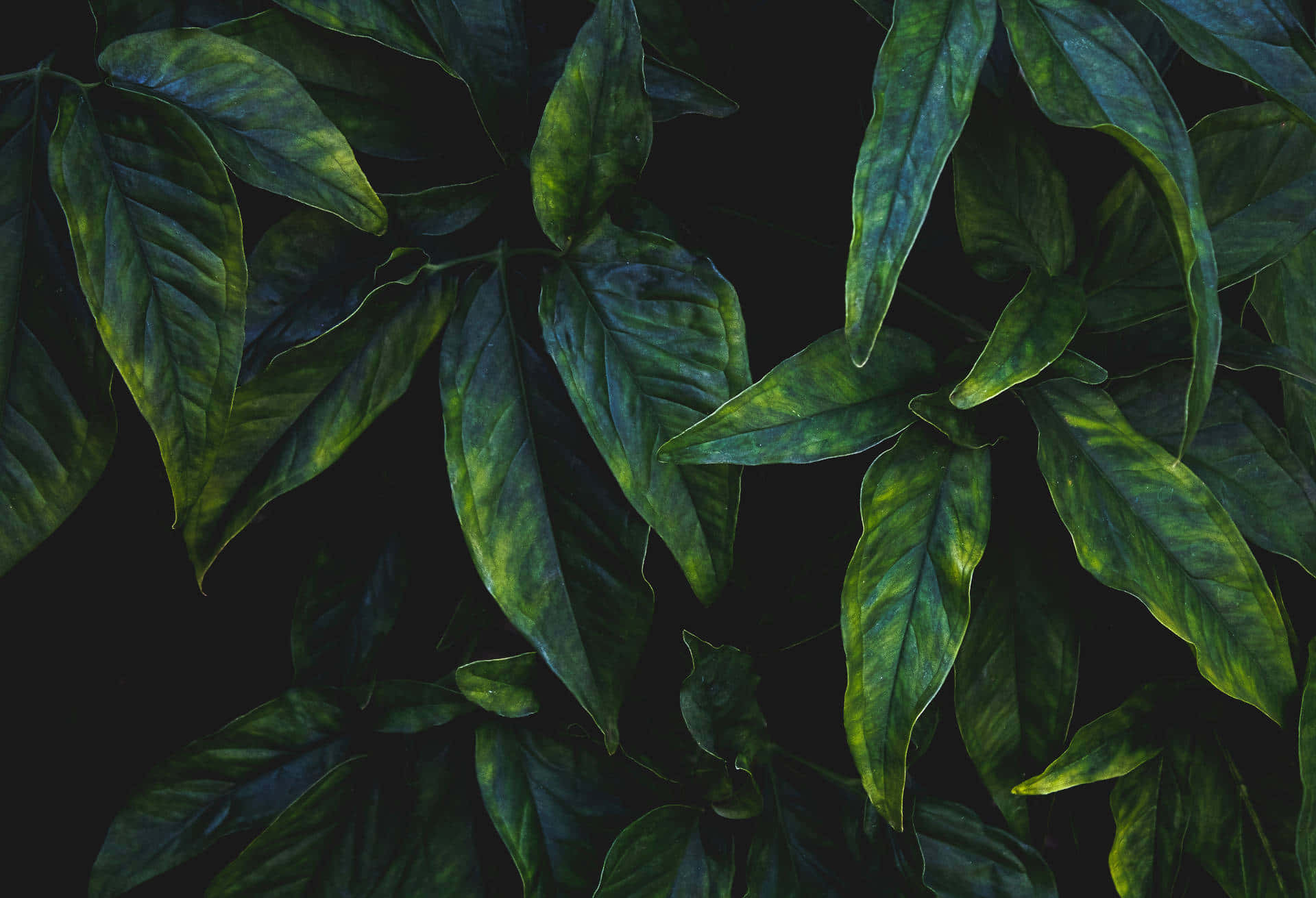 Olive Greenaesthetic Desktop, lush green leaves, textured veins, Full HD Desktop Wallpaper
