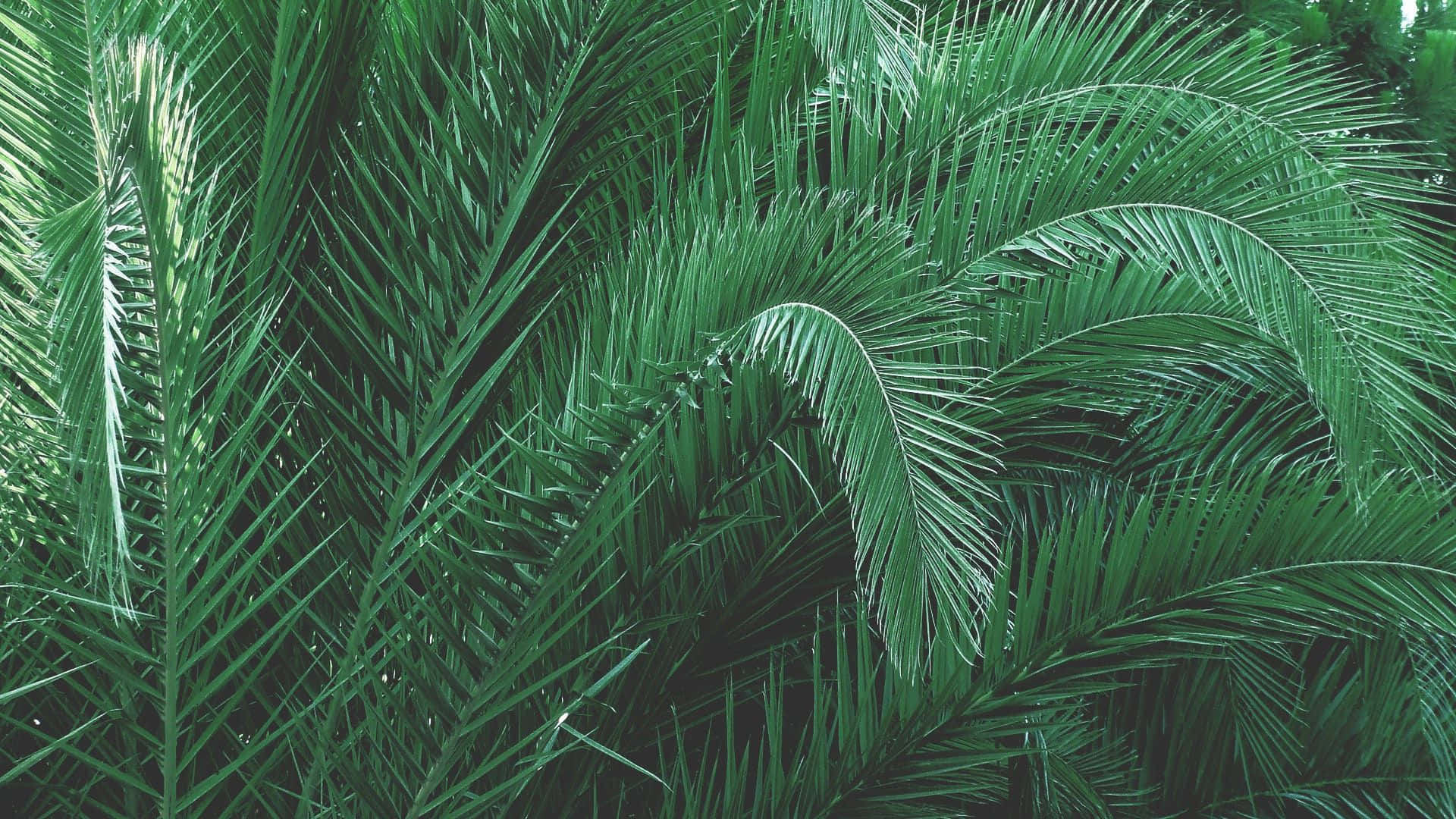 Olive Greenaesthetic Desktop, long leaves, lush green palm fronds, Full HD Desktop Wallpaper