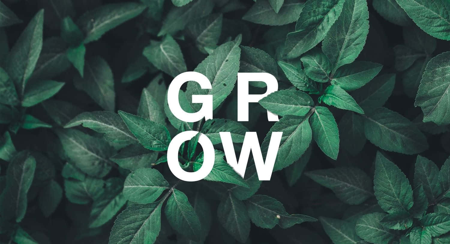 Olive Greenaesthetic Desktop, GROW, lush green leaves, HD Desktop Wallpaper