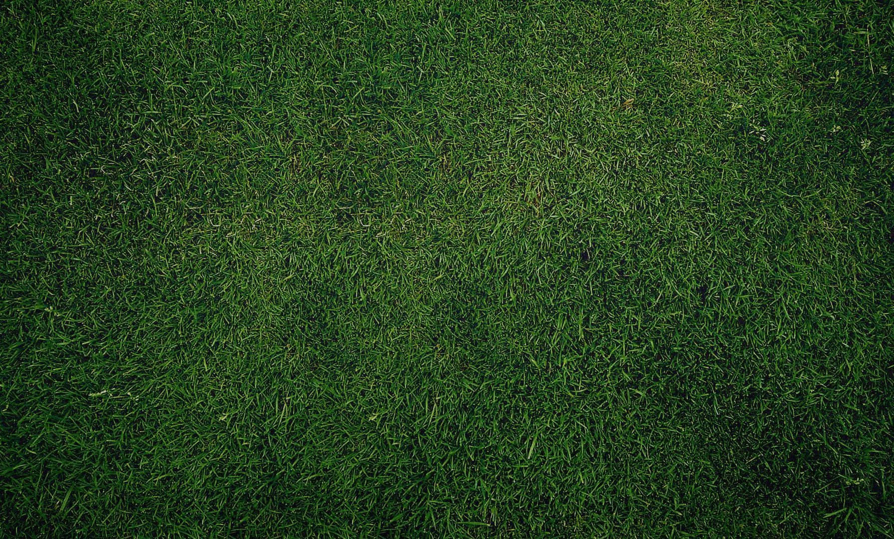 Olive Greenaesthetic Desktop, grass texture, lush green grass blades, HD Desktop Wallpaper