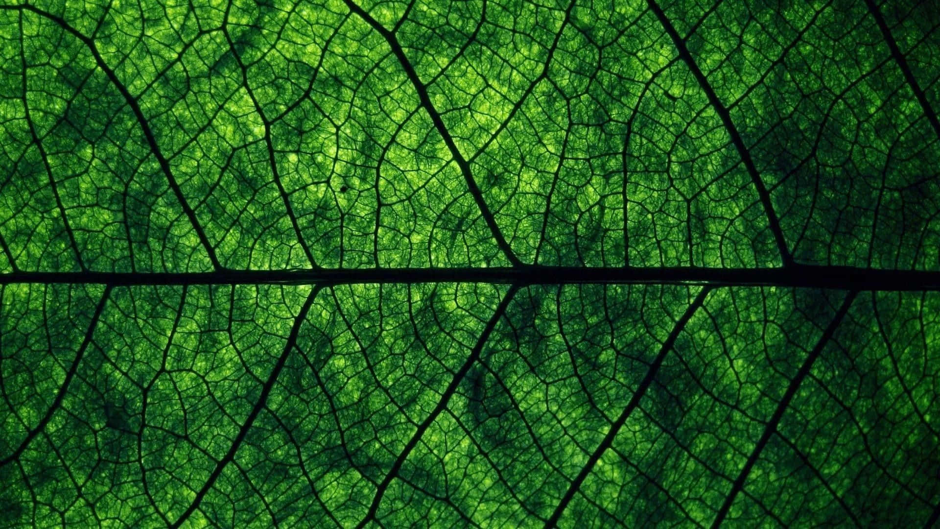 Olive Greenaesthetic Desktop, vibrant green leaf, intricate dark vein patterns, Full HD Desktop Wallpaper