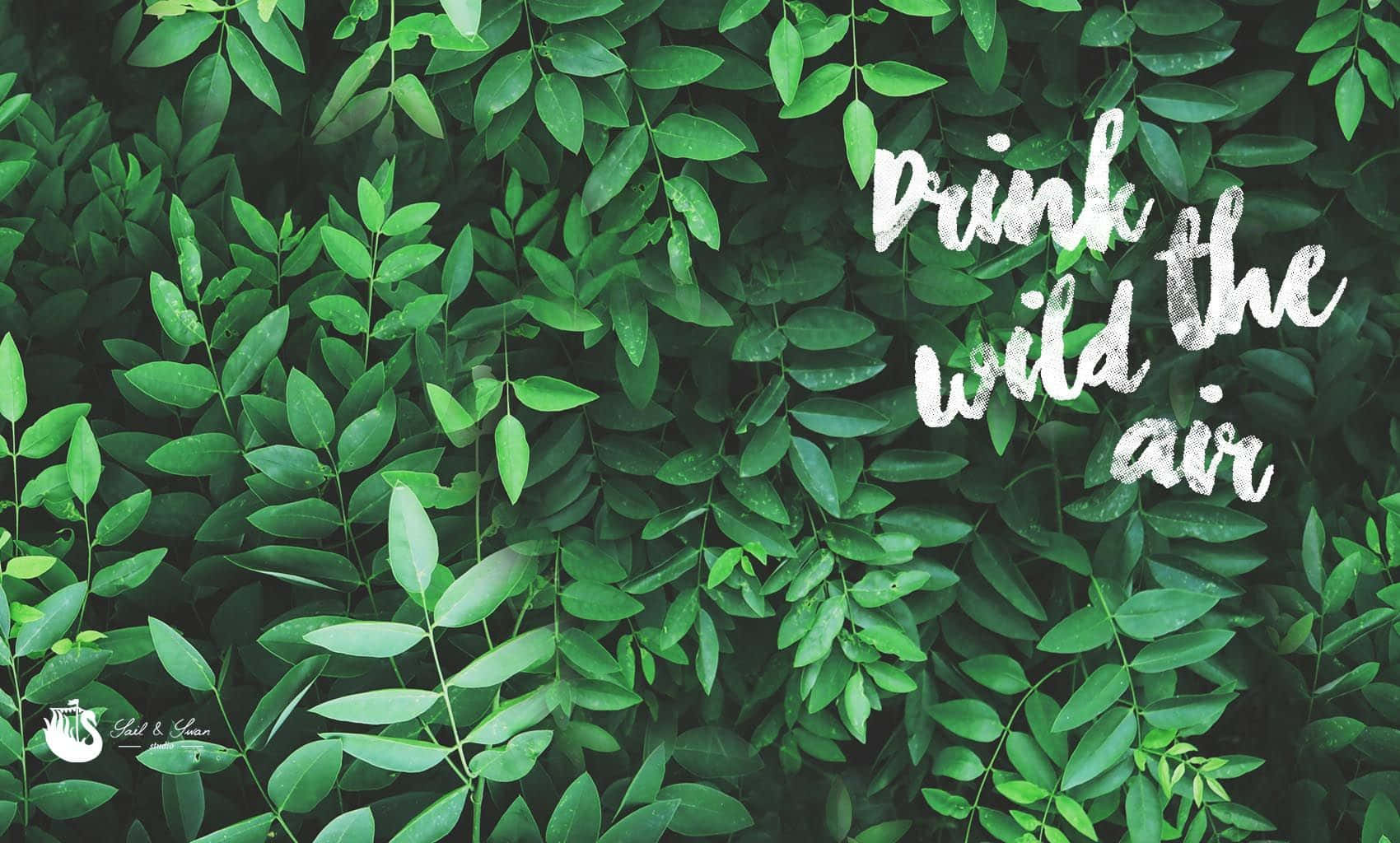 Olive Greenaesthetic Desktop, drink the wild air, white script, HD Desktop Wallpaper