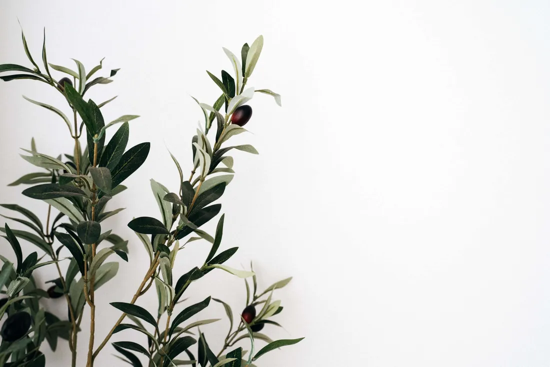 Olive Tree