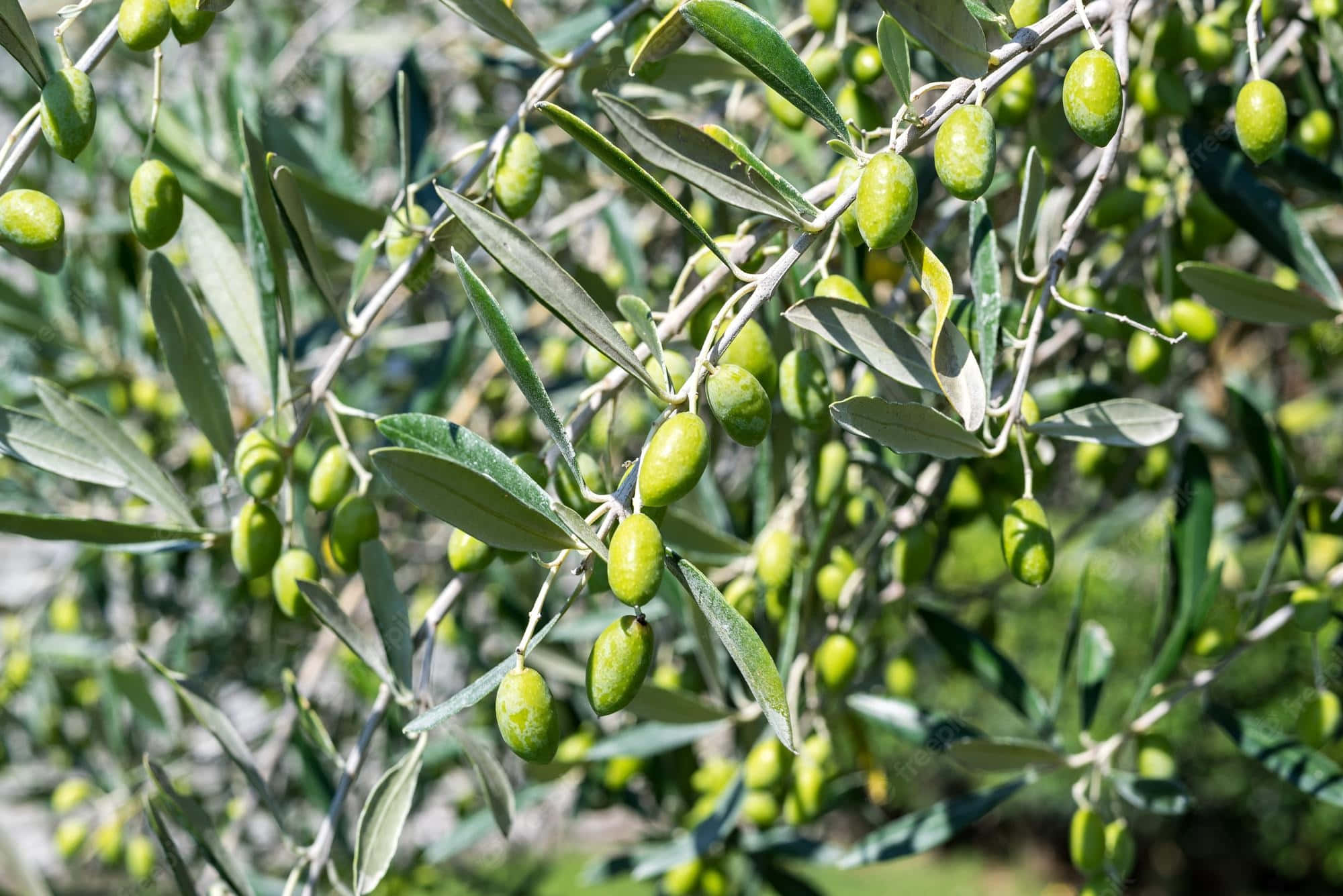 Olive Tree, sunlit, green olives, Full HD Desktop Wallpaper