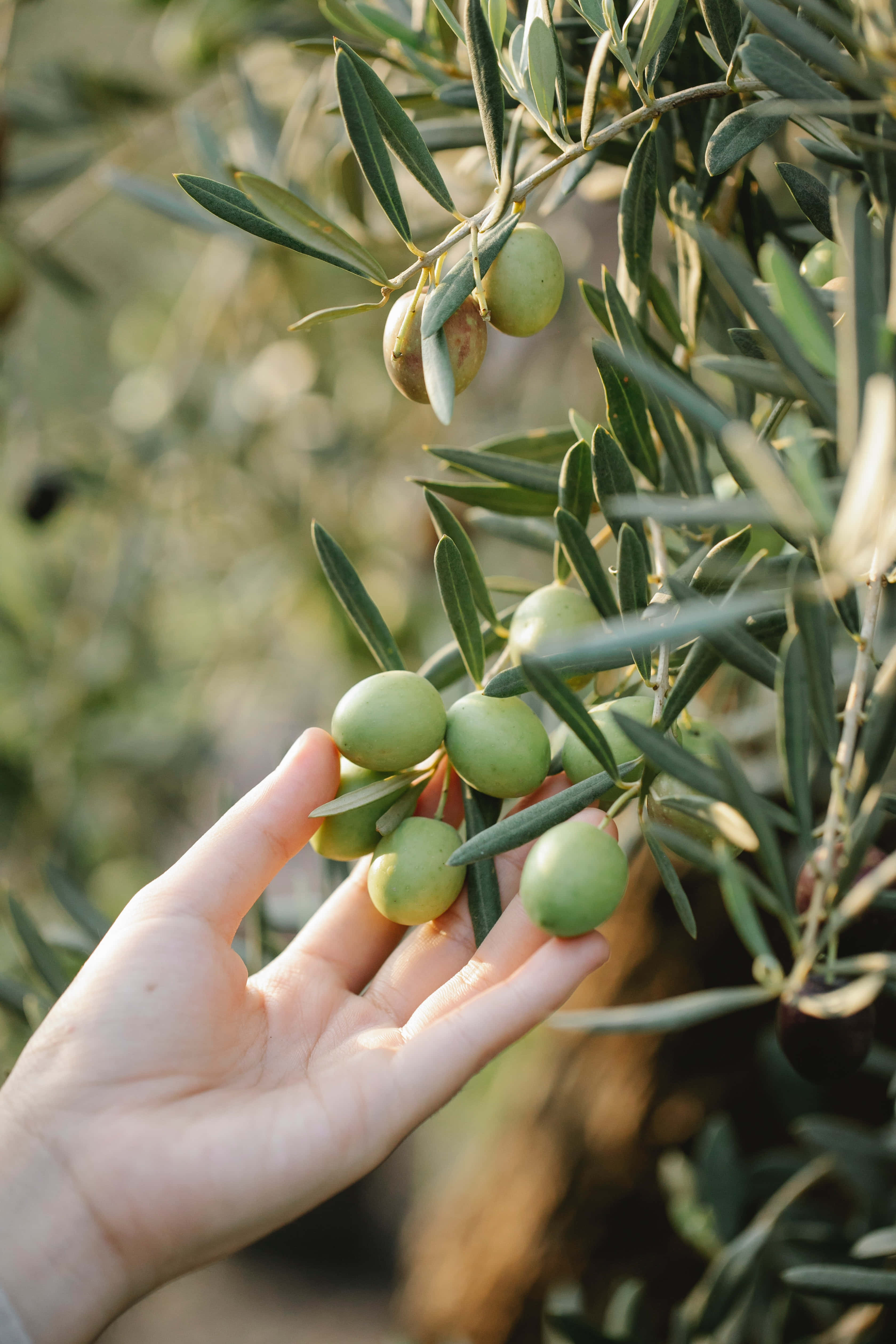 olive tree, green olives, slender olive tree leaves, 4K Phone Wallpaper