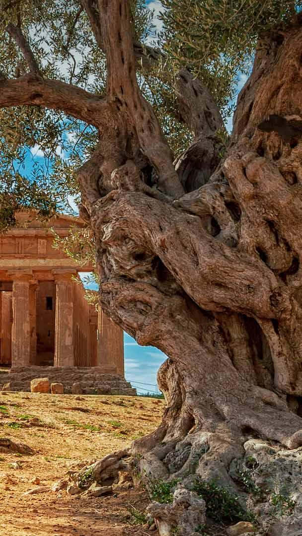 Olive Tree, ancient stone temple, massive gnarled olive tree, SD Phone Wallpaper