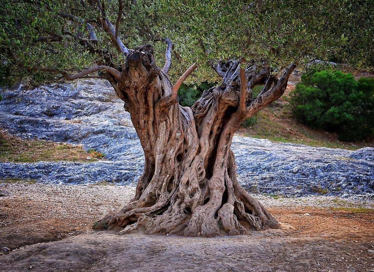 Olive Tree, gnarled olive tree, twisted roots, SD Desktop Wallpaper