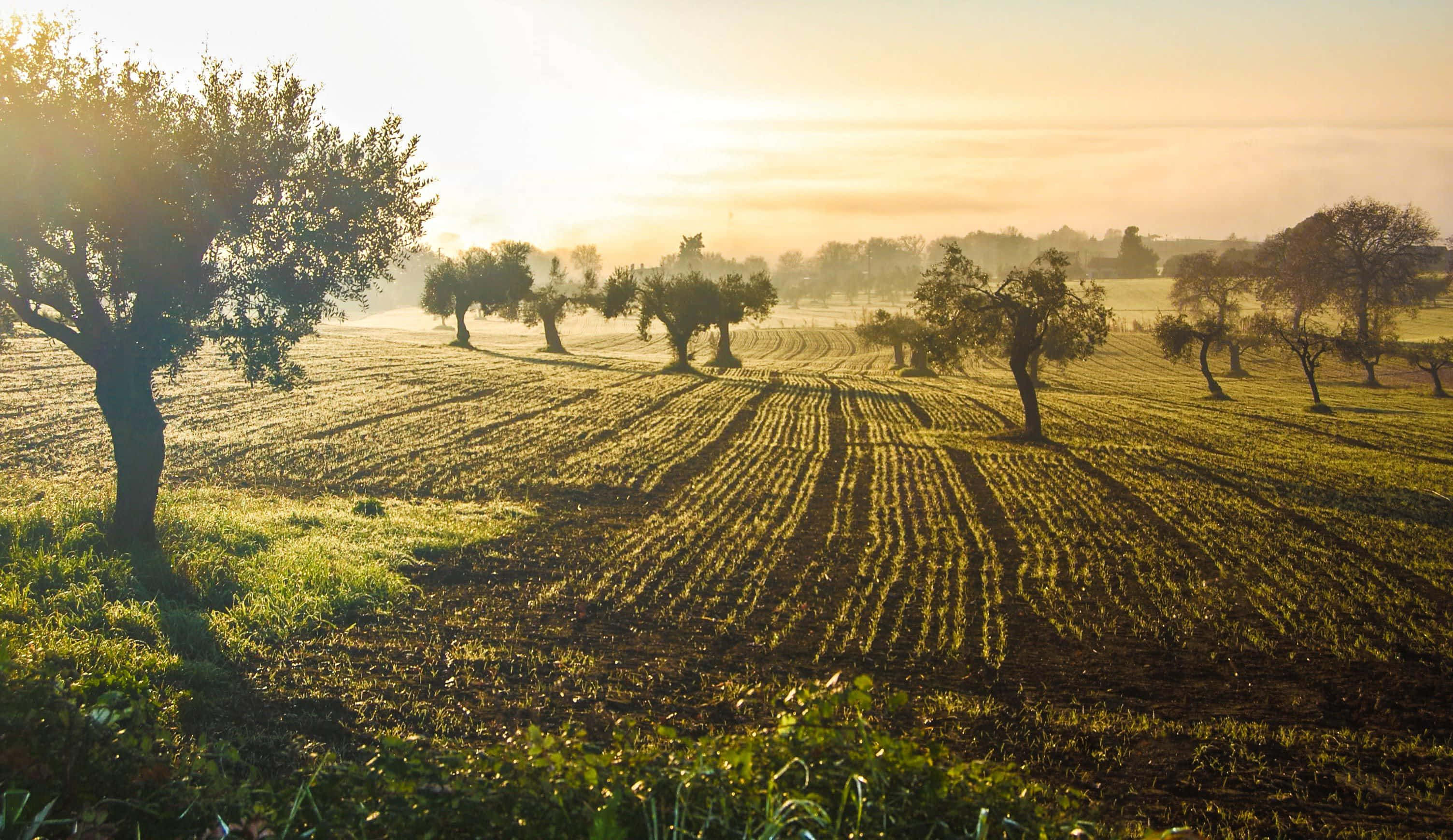 olive tree, golden sunrise, misty field, 2K Desktop Wallpaper