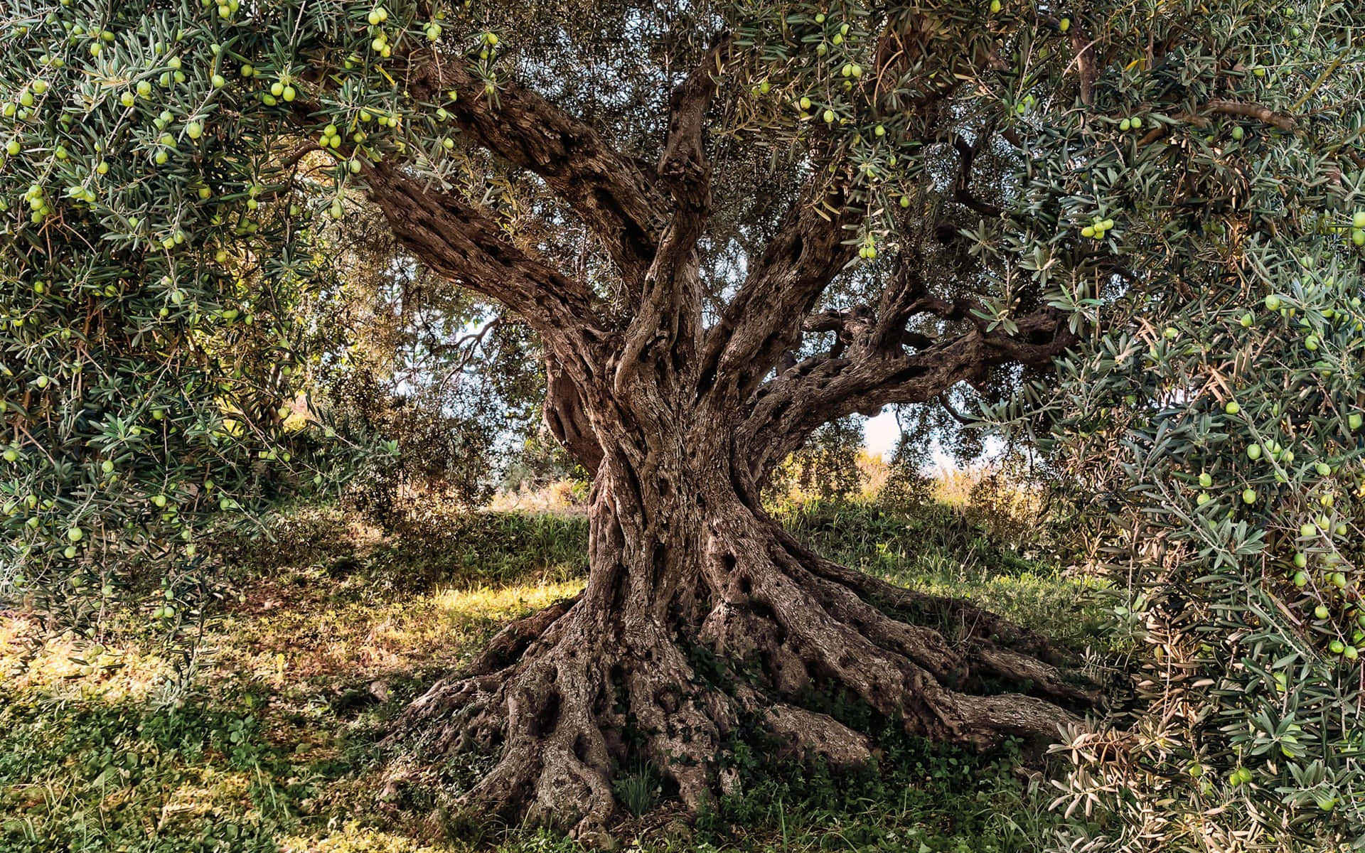 Olive Tree, gnarled trunk, green olives, Full HD Desktop Wallpaper