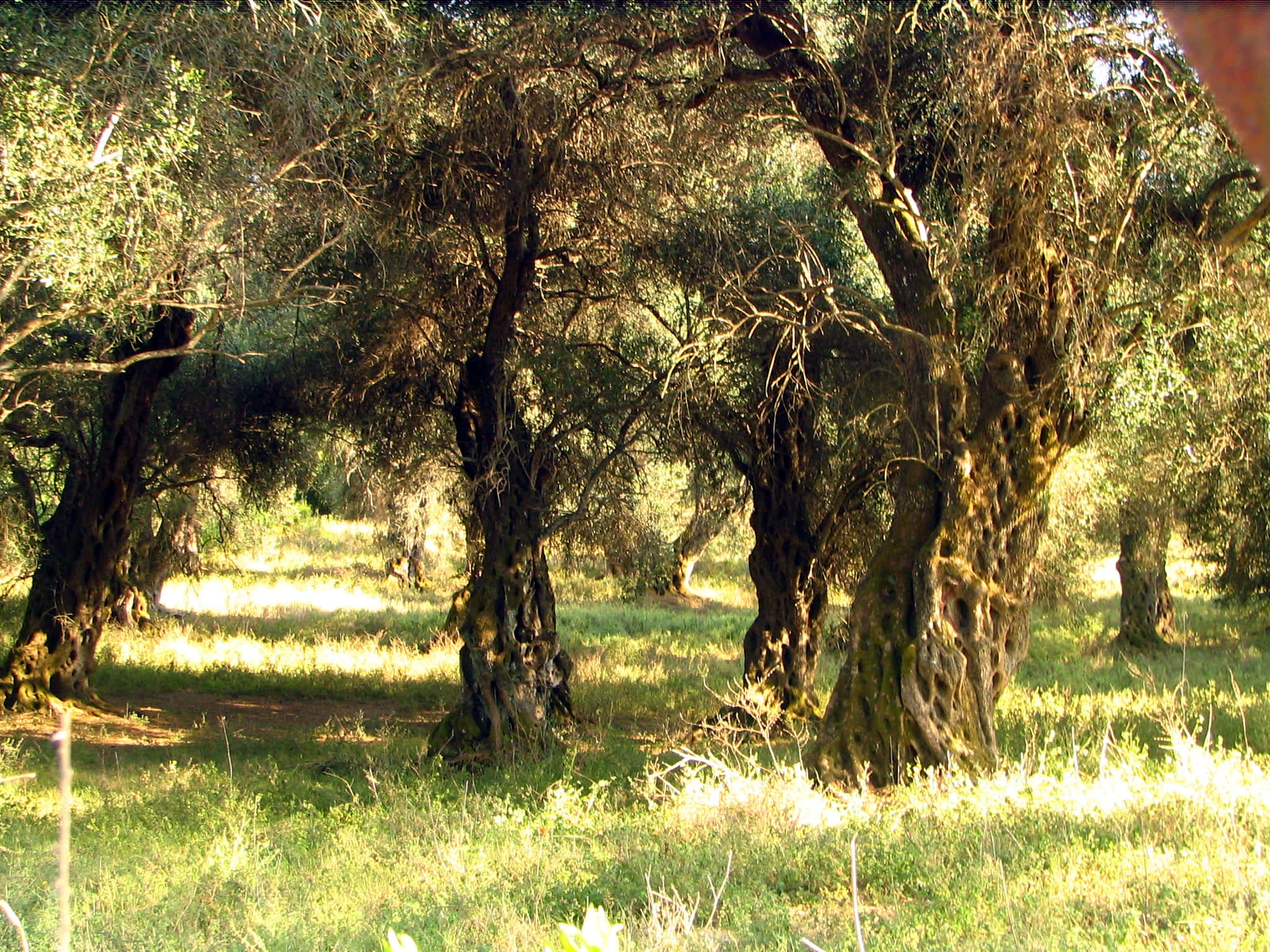 Olive Tree, Sunlight, ancient olive trees, Full HD Desktop Wallpaper
