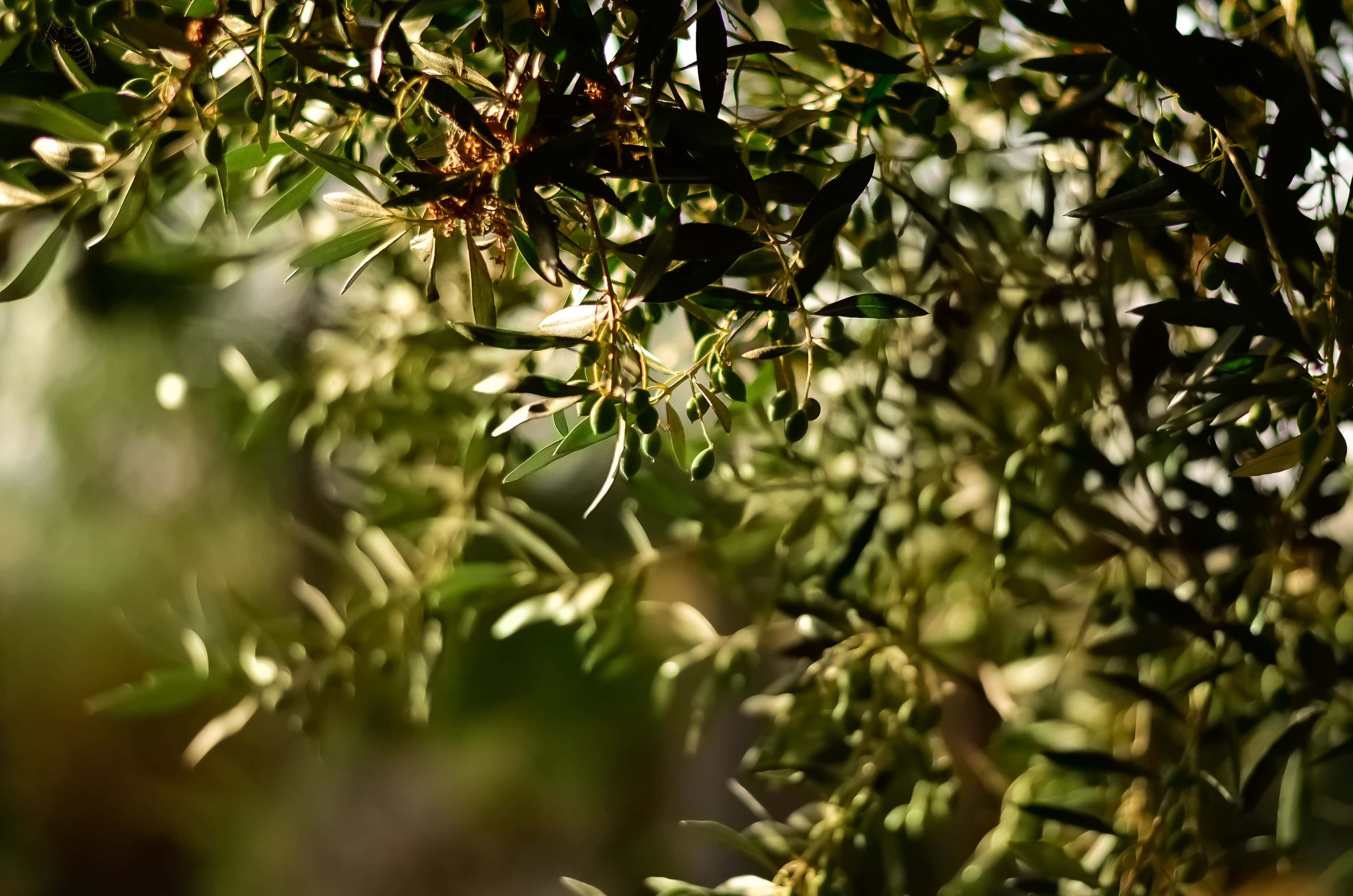 Olive Tree, sunlight, dappled shadows, 2K Desktop Wallpaper