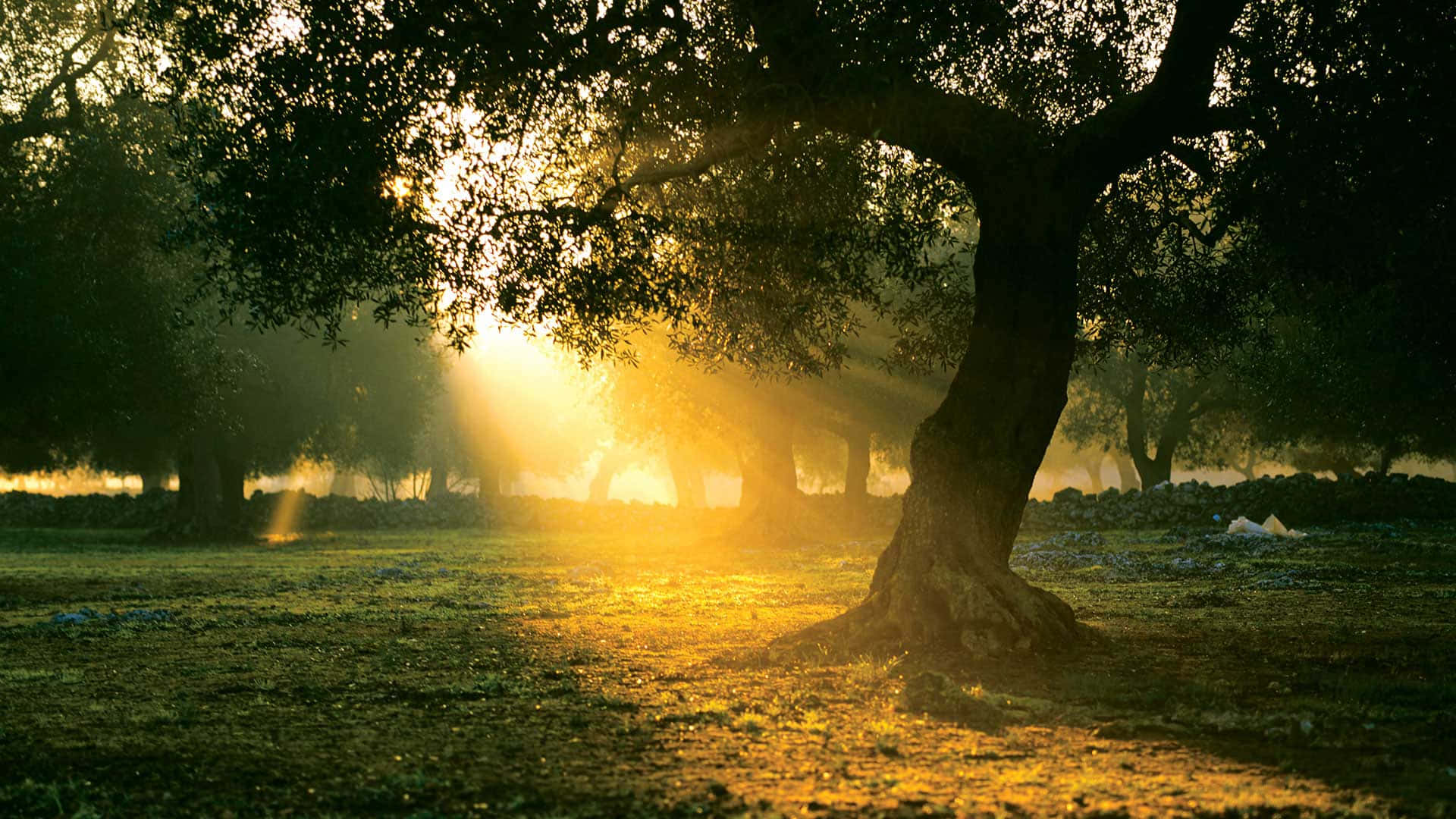 olive tree, Greek countryside, golden sunlight, Full HD Desktop Wallpaper