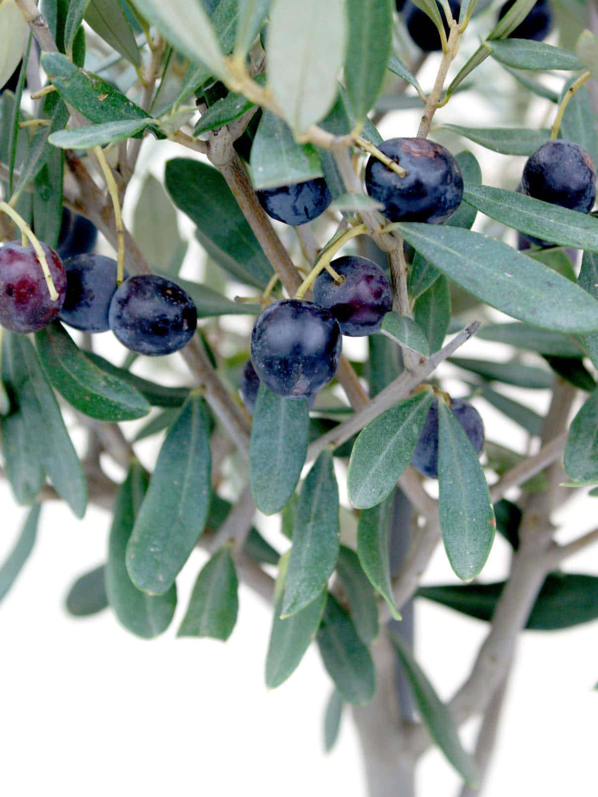 Olive Tree, dark purple olives, glossy green leaves, HD Phone Wallpaper