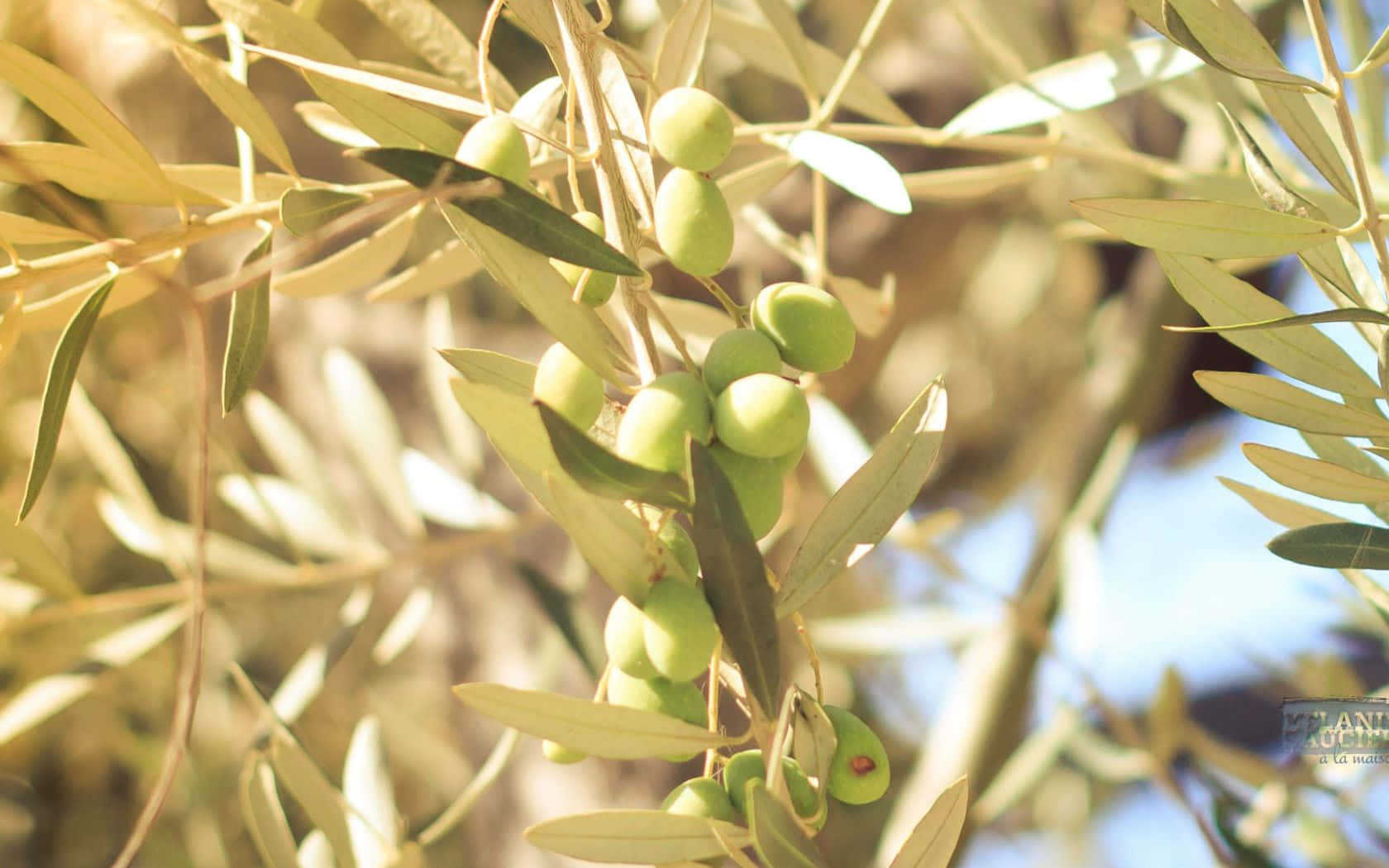 Olive Tree, Sunlit green olives, slender leaves, HD Desktop Wallpaper
