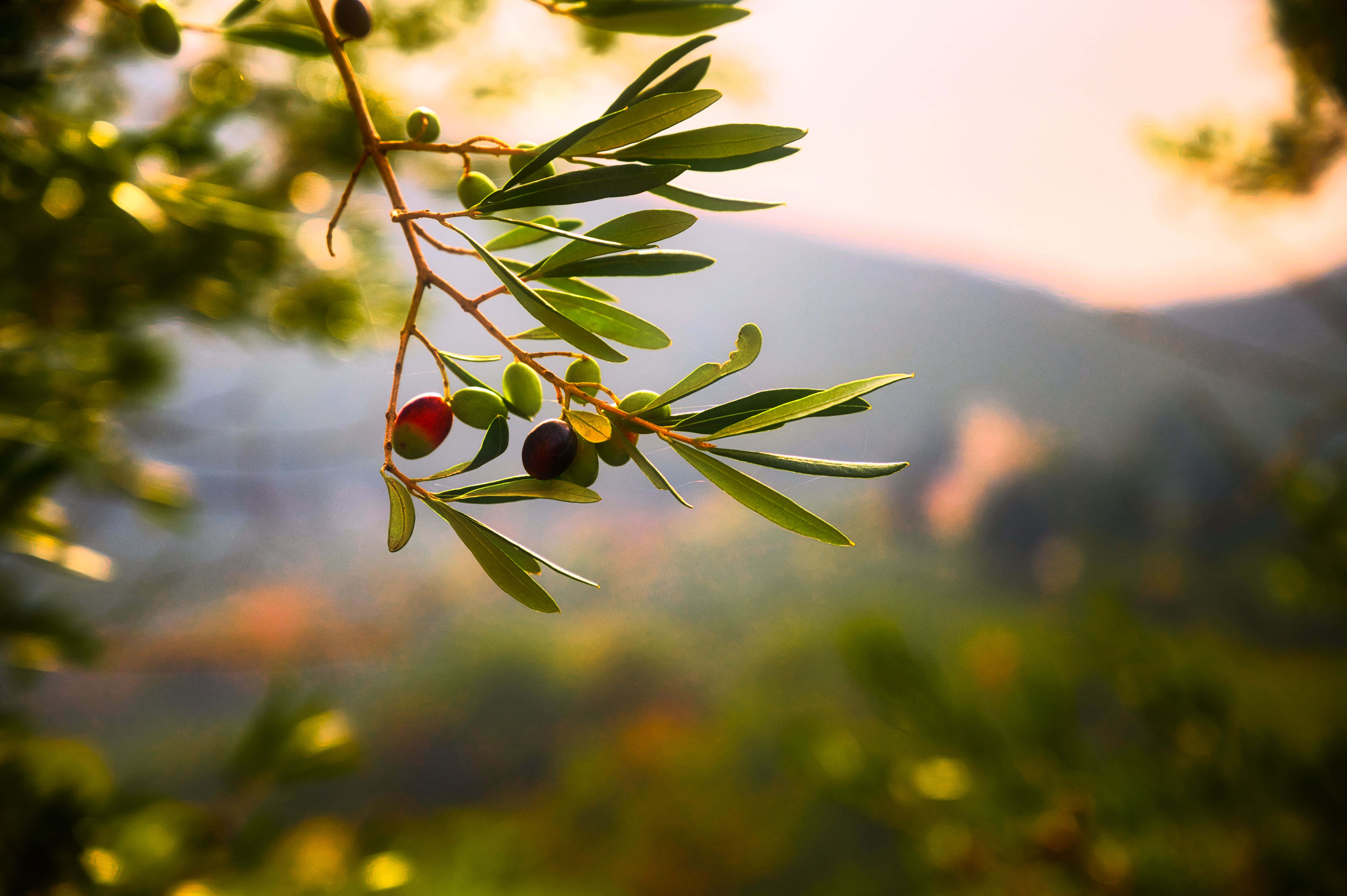 Olive Tree, olive branch, ripening olives, 5K Desktop Wallpaper