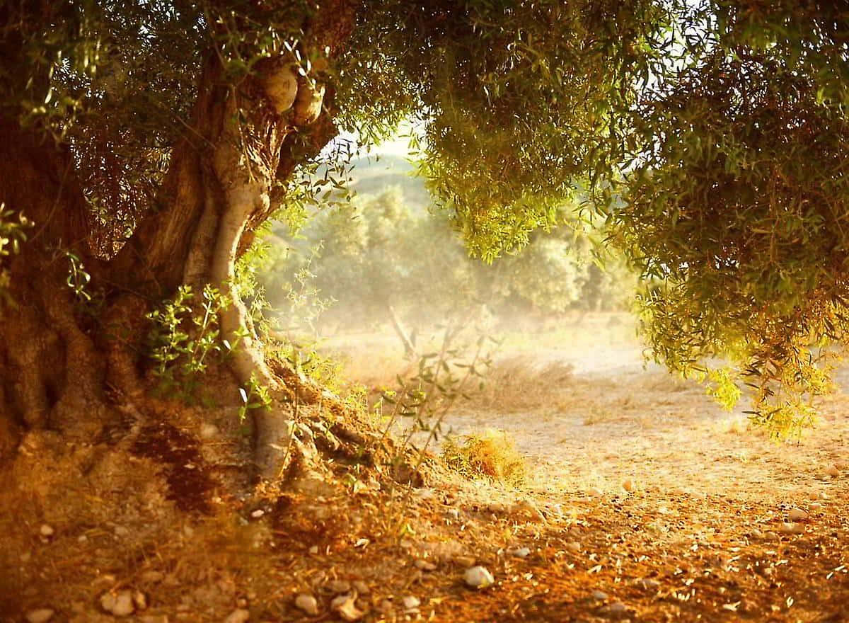 Olive Tree, Sunlight, Golden rays, SD Desktop Wallpaper